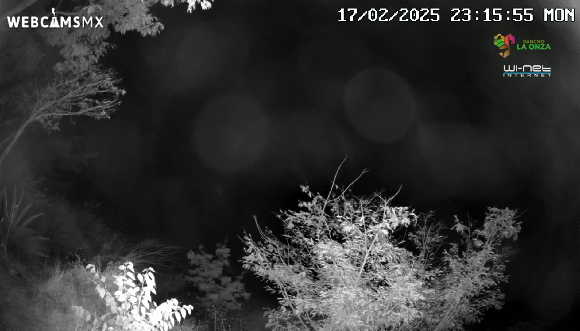 A nighttime, grayscale image shows several trees and bushes under a dark sky.