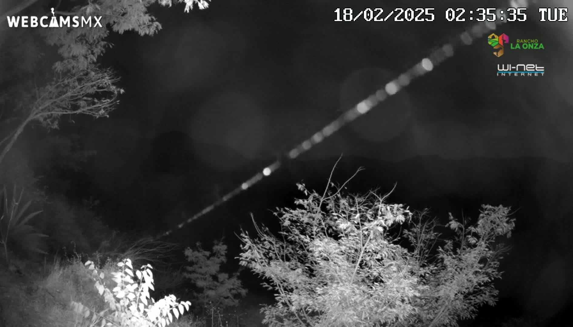 A nighttime, low-light image shows bare branches of trees and shrubs under a dark sky.