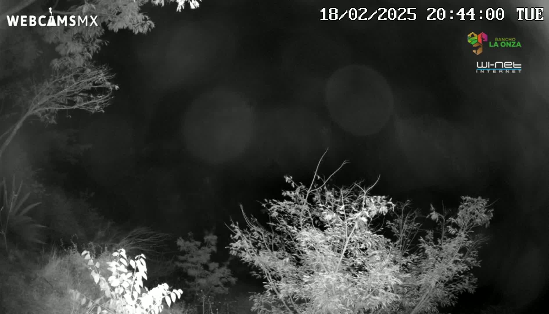 A nighttime, grayscale image shows dark, leafless trees and bushes under a dark sky.