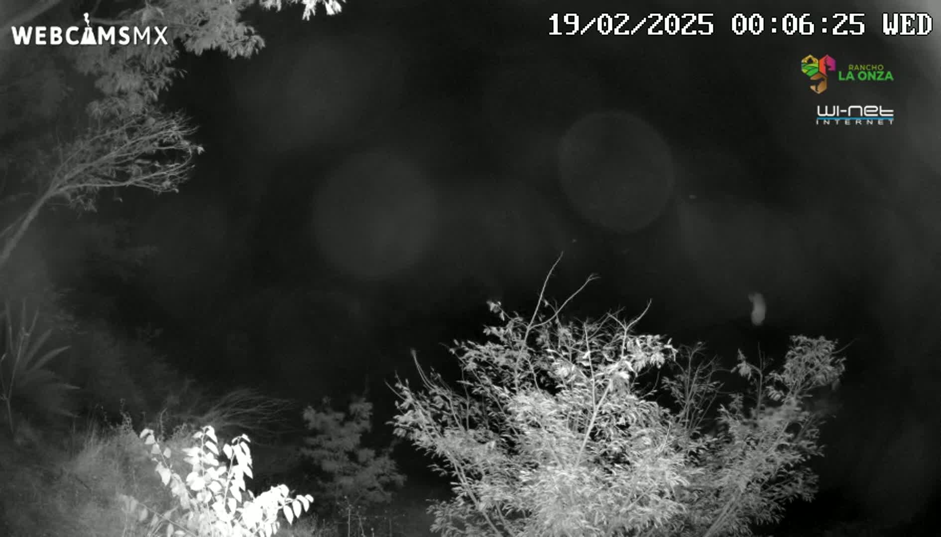 A nighttime, black-and-white image shows bare branches of trees and bushes under a dark sky.