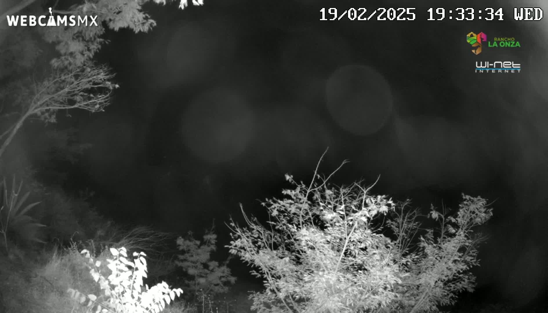 A nighttime, black-and-white view shows bare branches of trees and bushes under a dark sky.