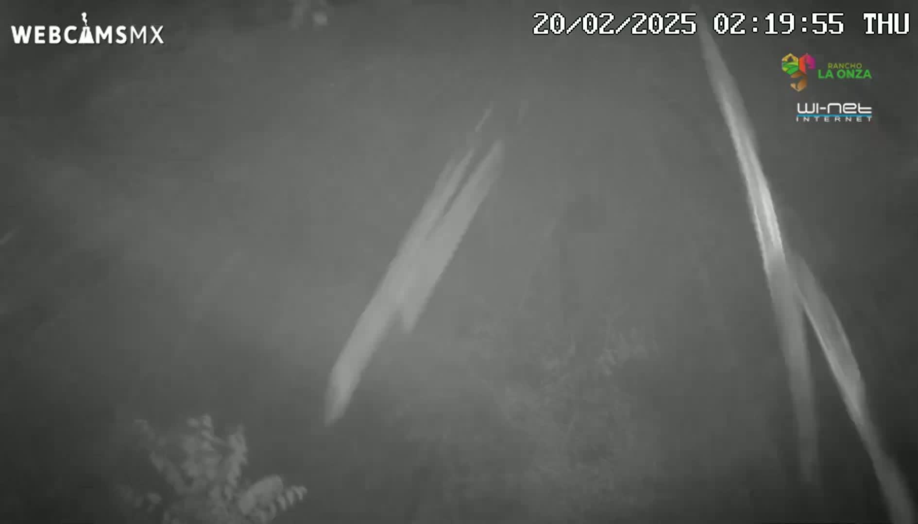 A nighttime, low-light image shows two bright, vertical streaks of light against a dark, blurry background of vegetation.