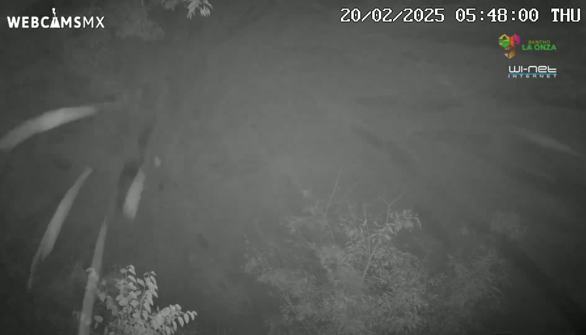 A nighttime, foggy view shows branches and leaves of trees and shrubs, with some light streaks possibly from rain or snow.