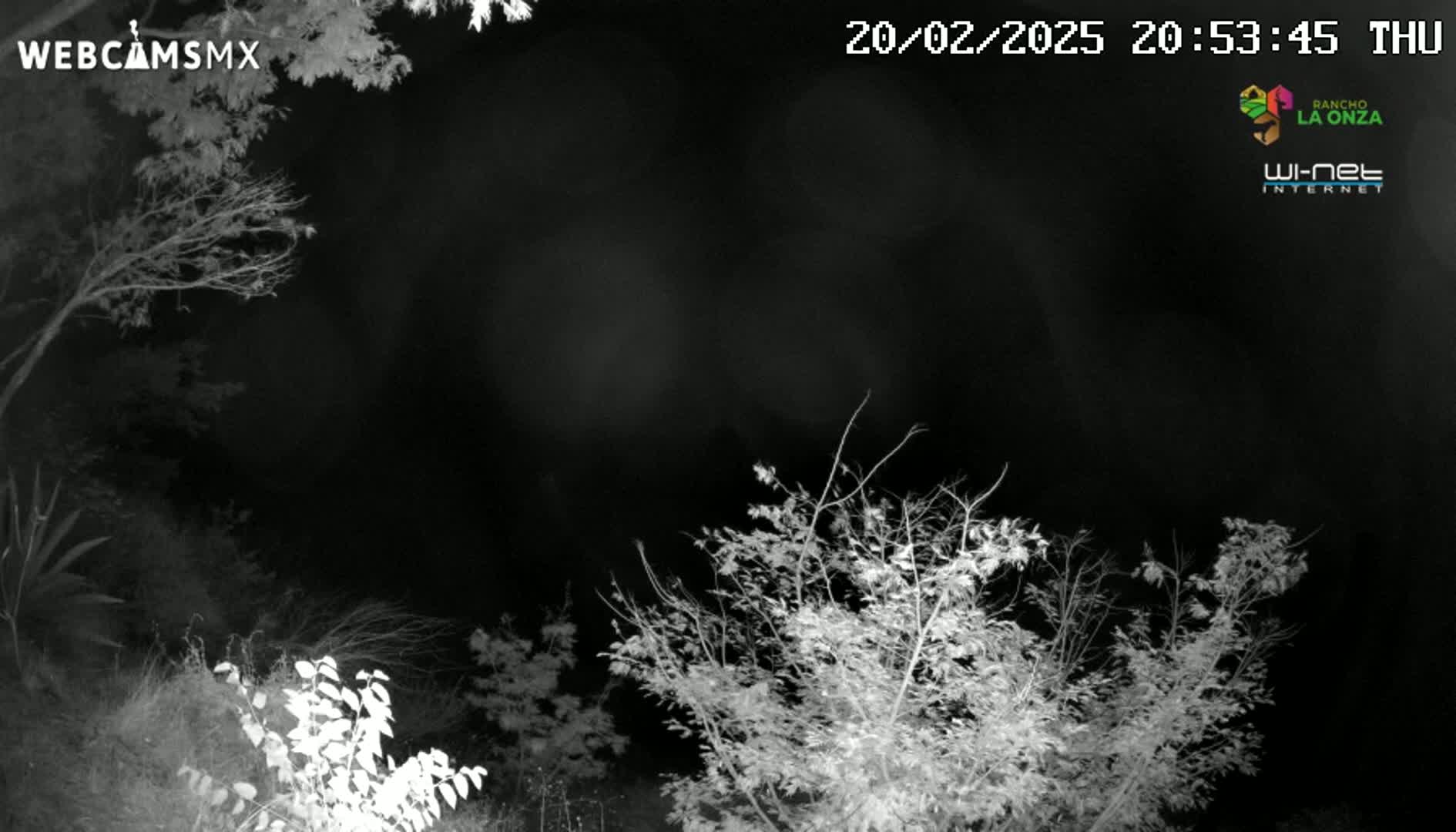 A nighttime, grayscale image shows bare tree branches against a dark sky.