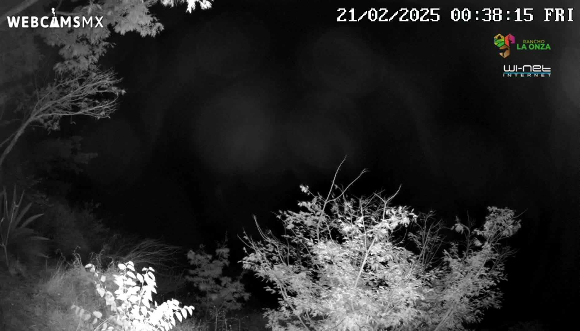 A nighttime, grayscale image shows bare tree branches silhouetted against a dark sky.