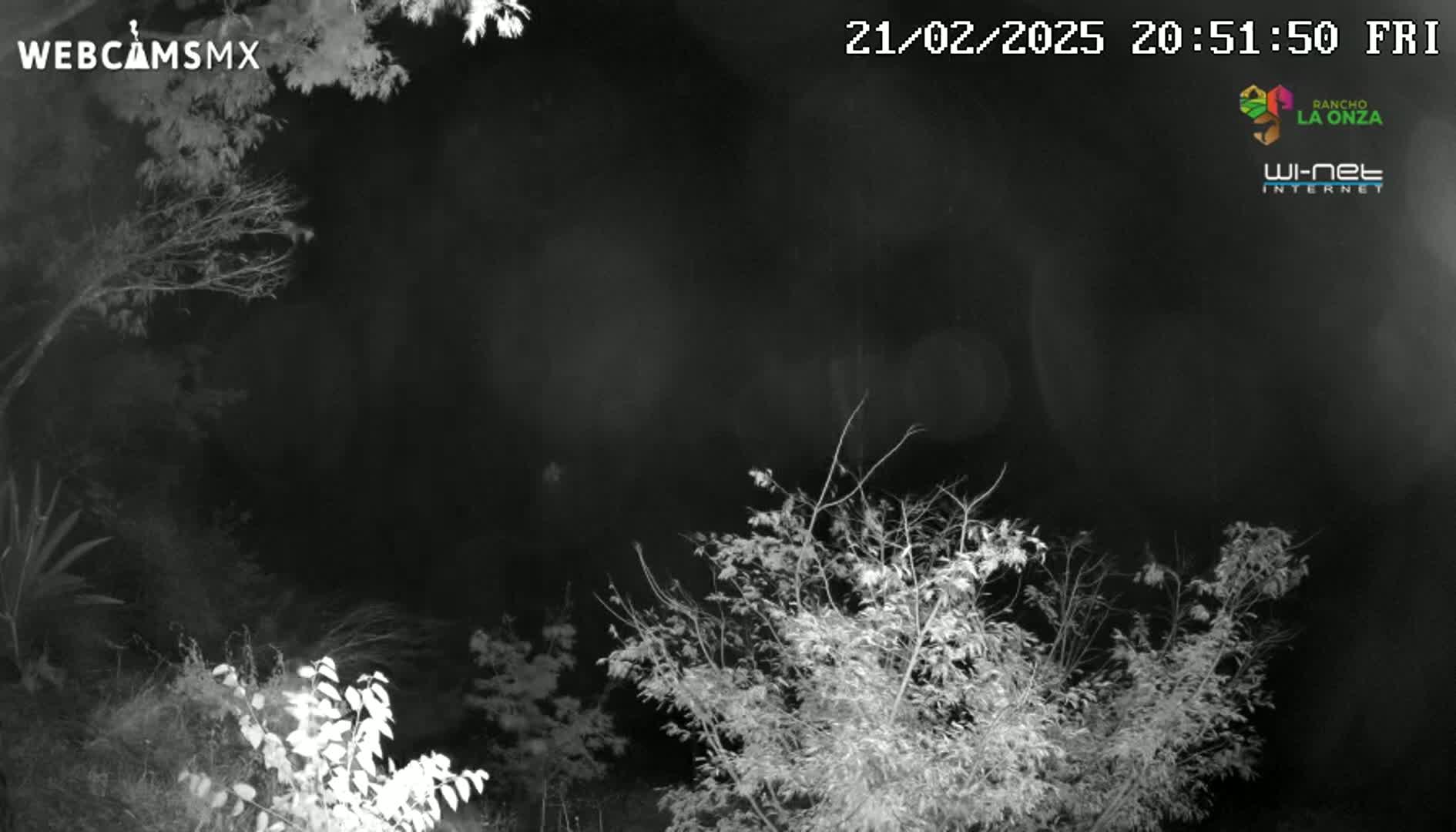 A nighttime, low-light image shows bare branches of trees and shrubs under a dark, possibly cloudy sky.