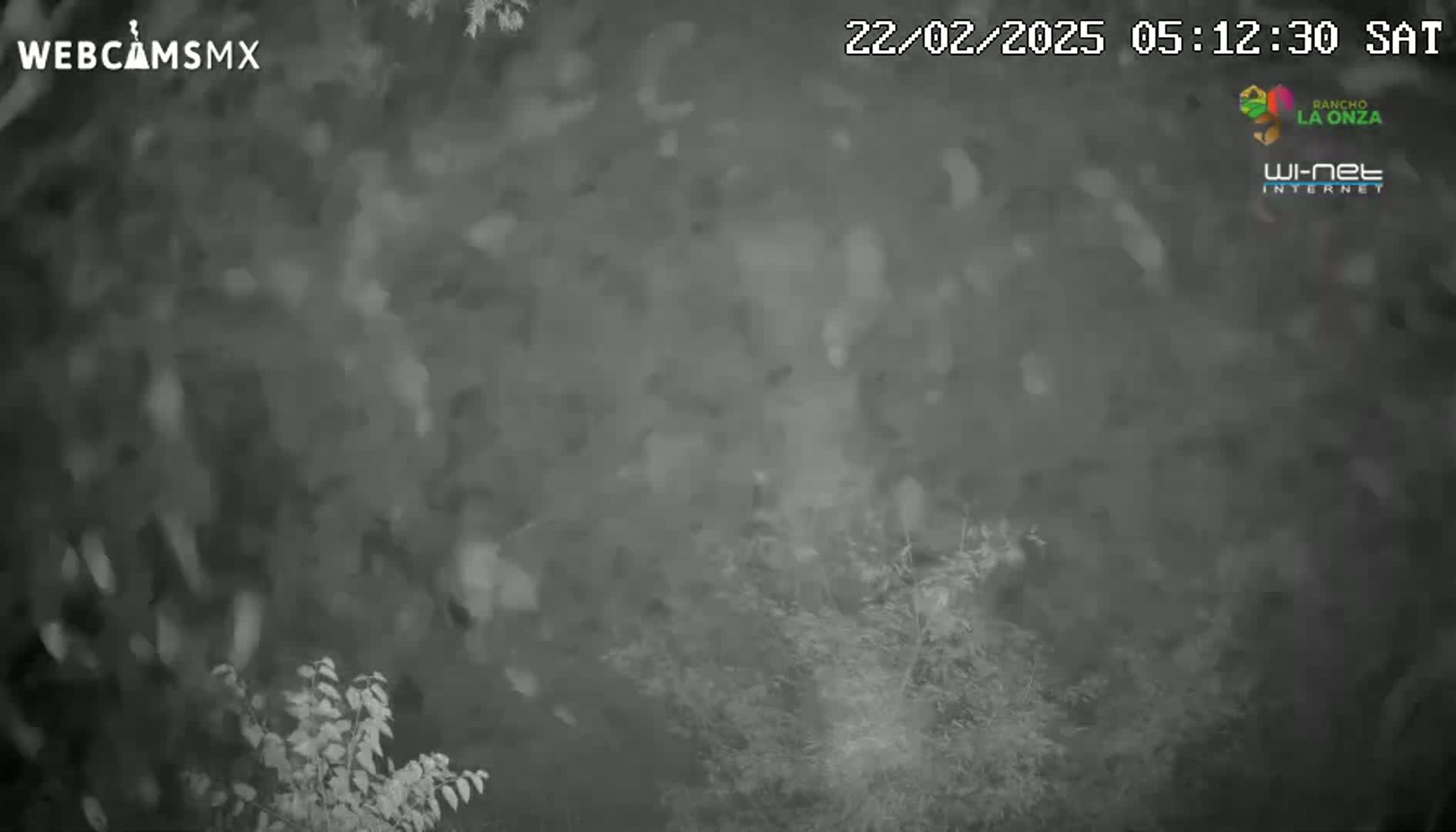 A nighttime, snowy scene shows blurry vegetation and falling snow.