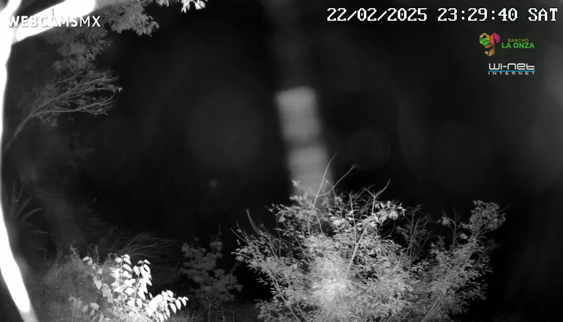 A nighttime, grainy, black-and-white image shows bare branches of trees and bushes swaying slightly in the dark.