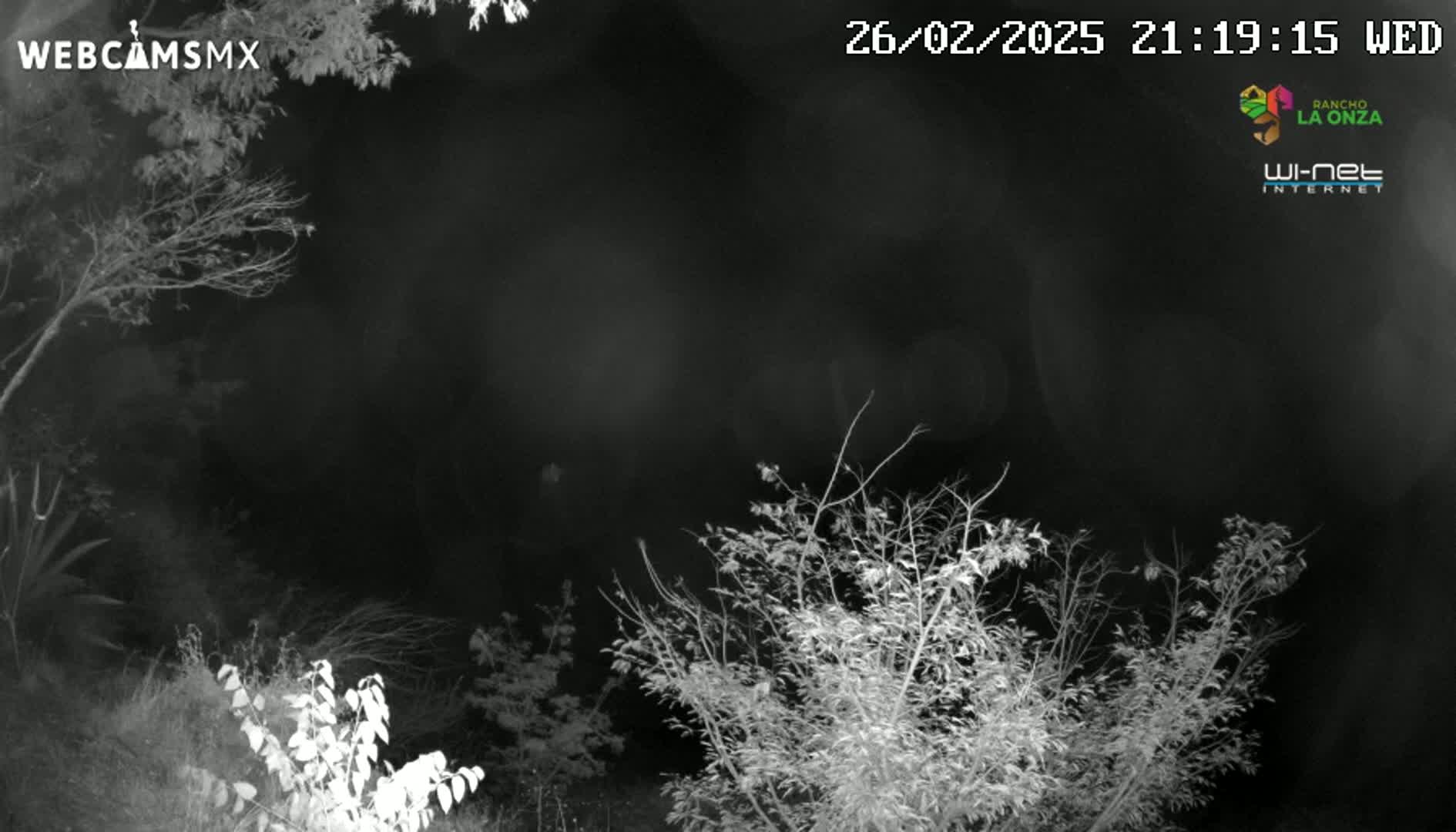 A nighttime, grayscale image shows bare branches of trees and shrubs under a dark, overcast sky.