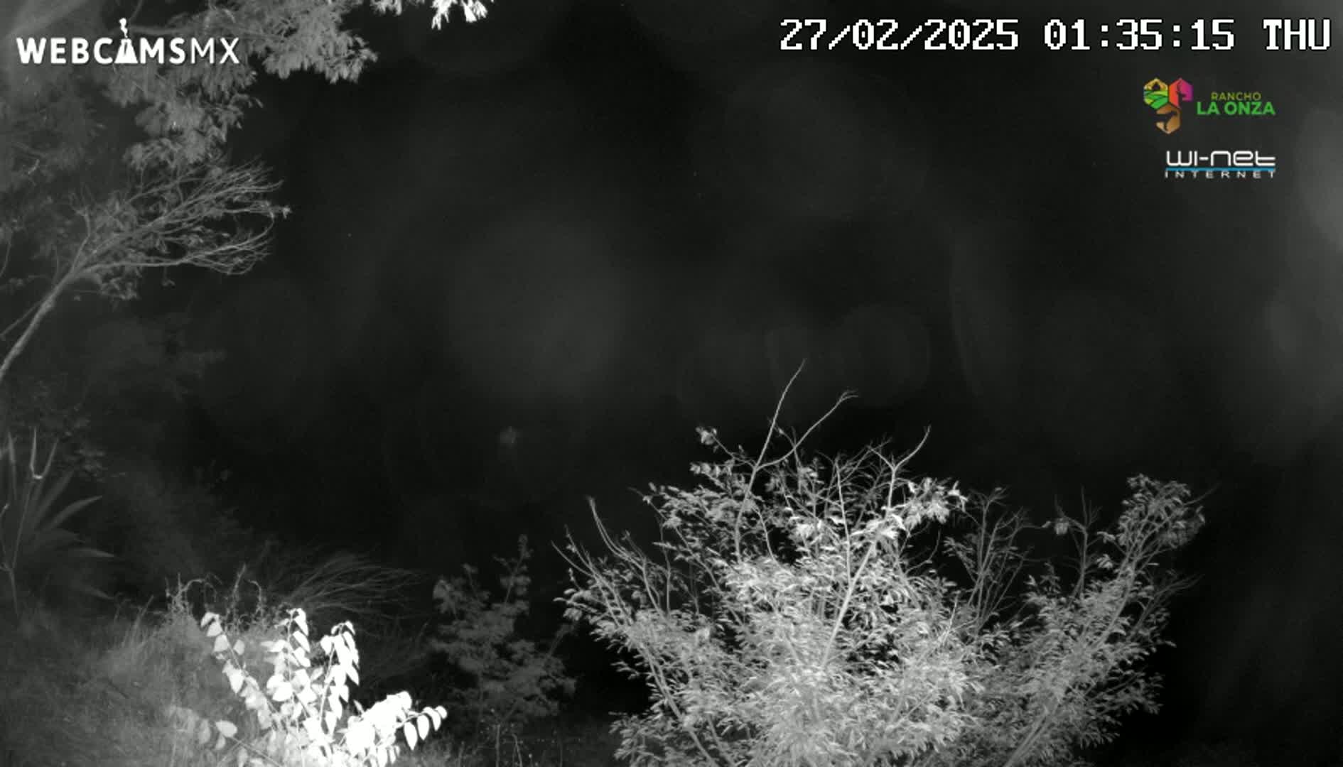 A nighttime view of leafless branches and shrubs under a dark, cloudy sky.