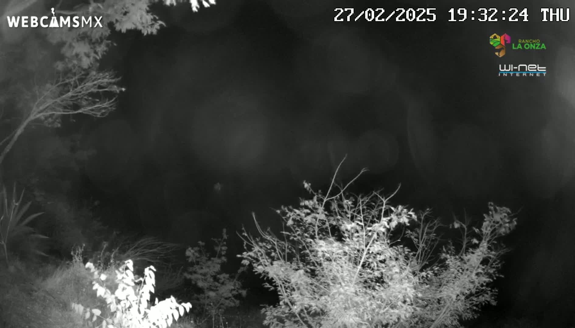A nighttime, black-and-white view of leafless bushes and trees under a dark sky.