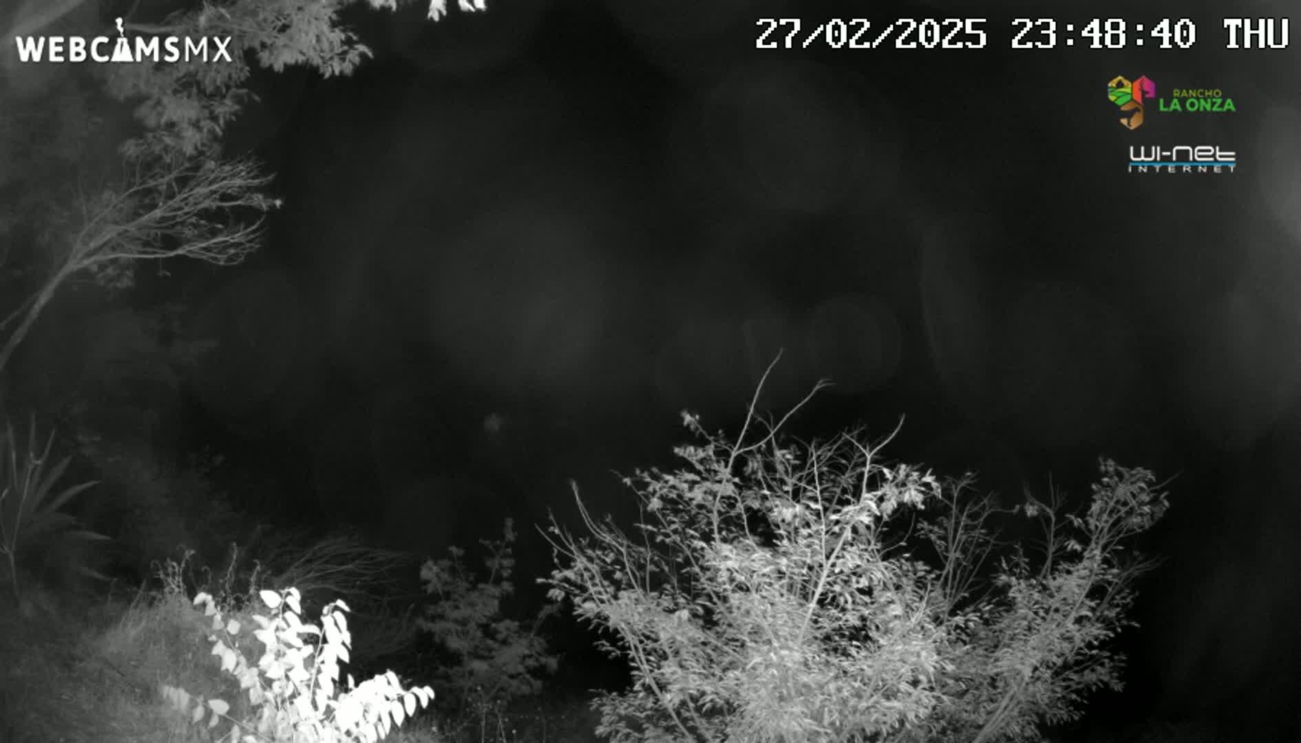 A nighttime infrared view shows leafless branches of trees and shrubs under a dark sky.