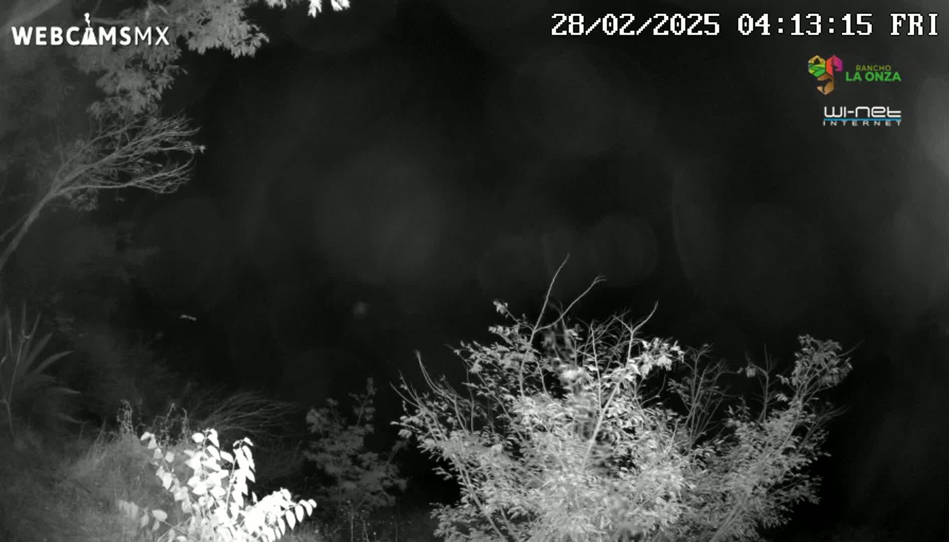 A nighttime, grayscale image shows bare branches of trees and bushes under a dark sky.
