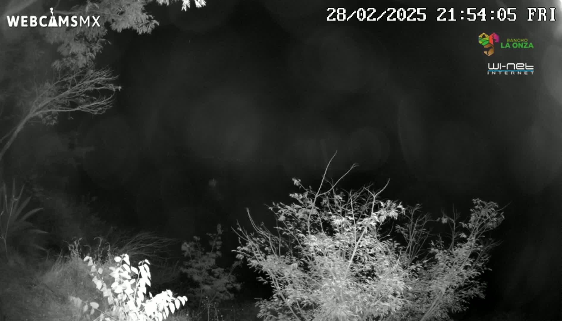 A nighttime, black-and-white image shows bare branches of trees and bushes against a dark sky.