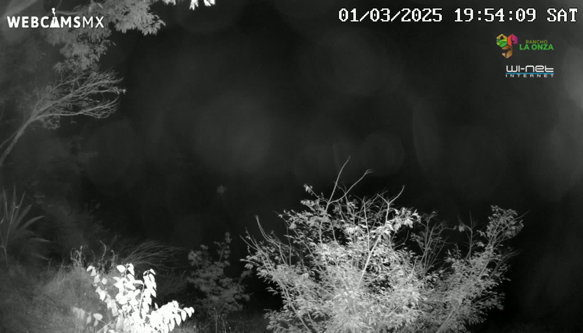A nighttime infrared image shows bare branches of trees and bushes under a dark sky.