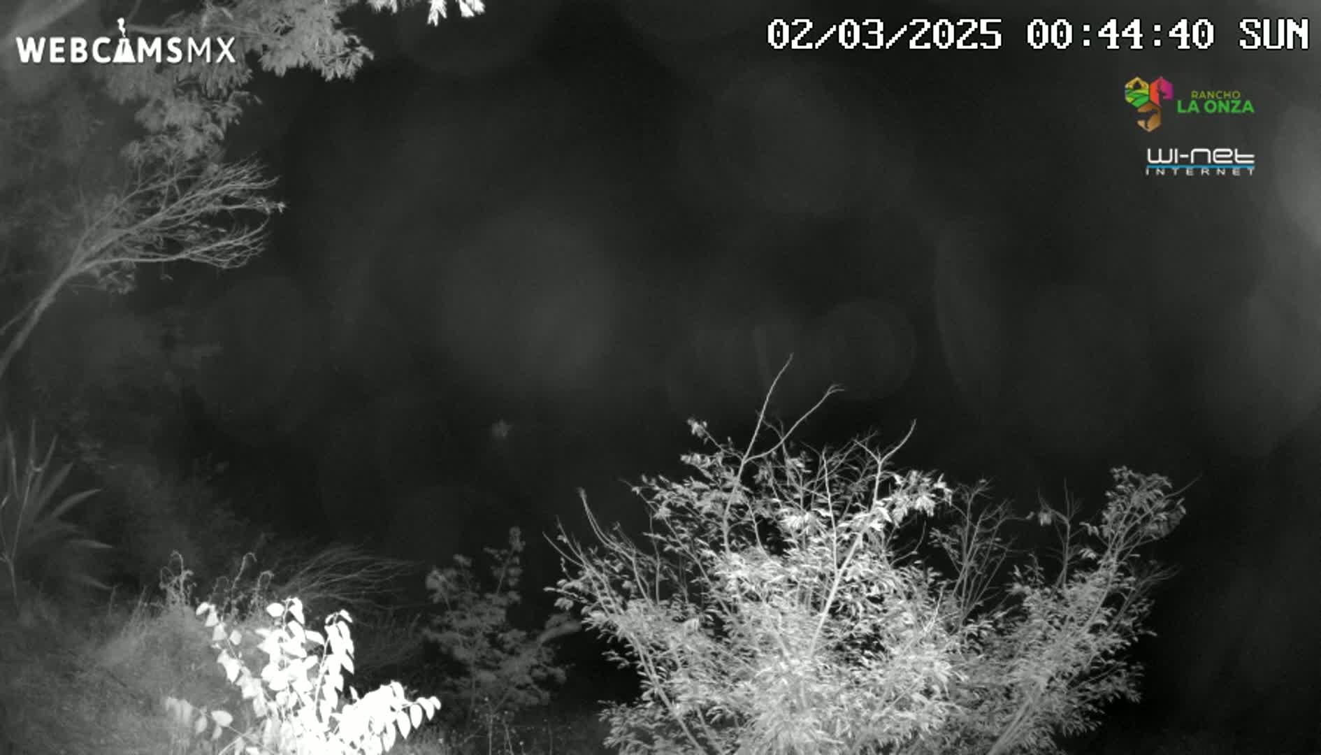A nighttime, grayscale image shows bare branches of trees and bushes under a dark sky.