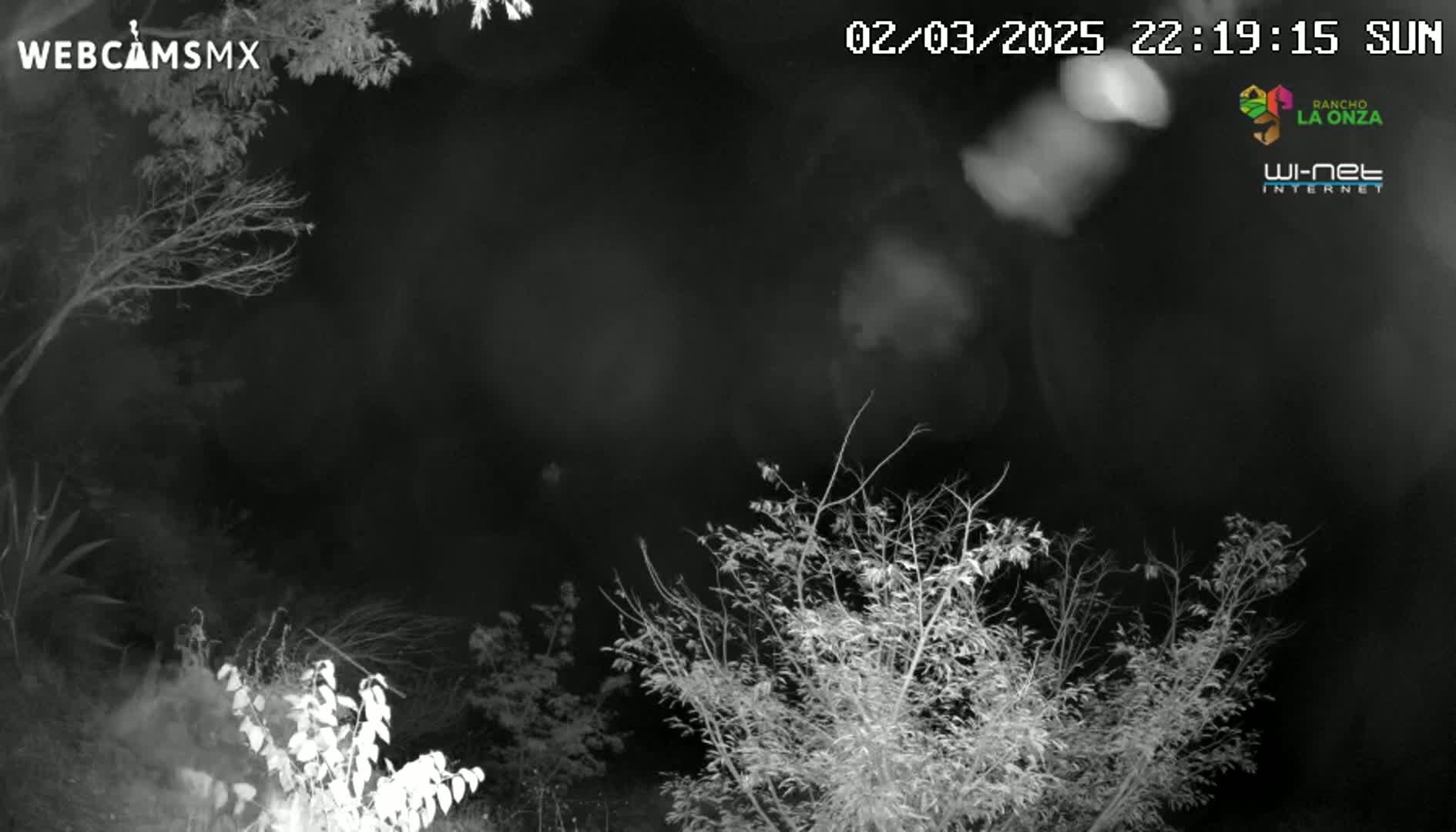 A nighttime infrared view shows bare branches of trees and bushes under a dark, cloudy sky.