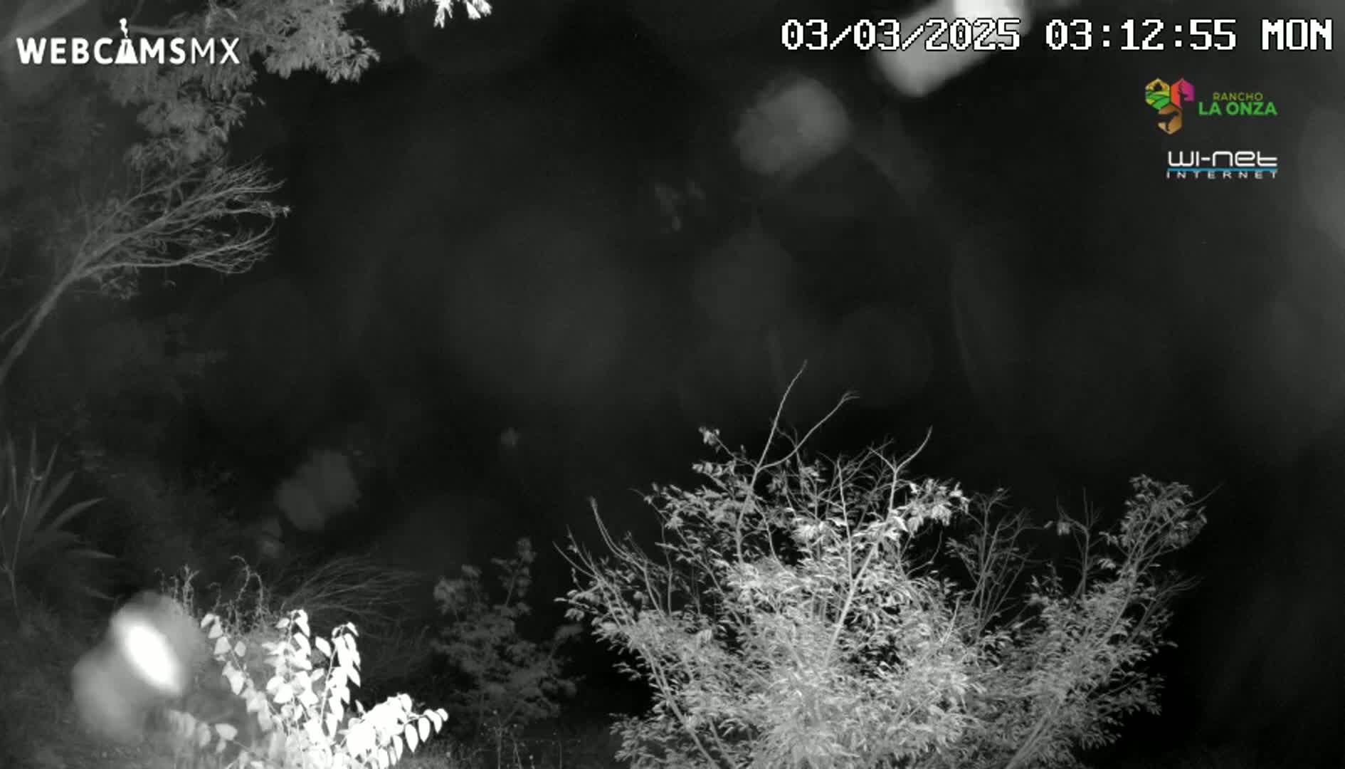 A nighttime infrared image shows bare branches of trees and shrubs under a dark, cloudy sky.