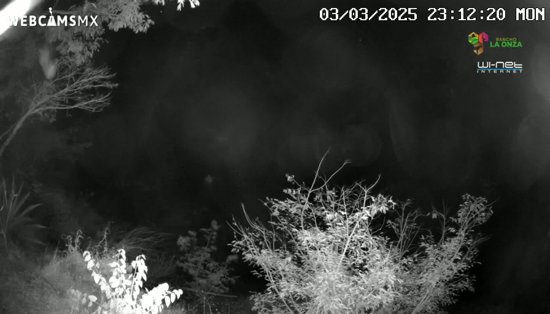 A nighttime, infrared view shows bare branches of trees and bushes against a dark sky.
