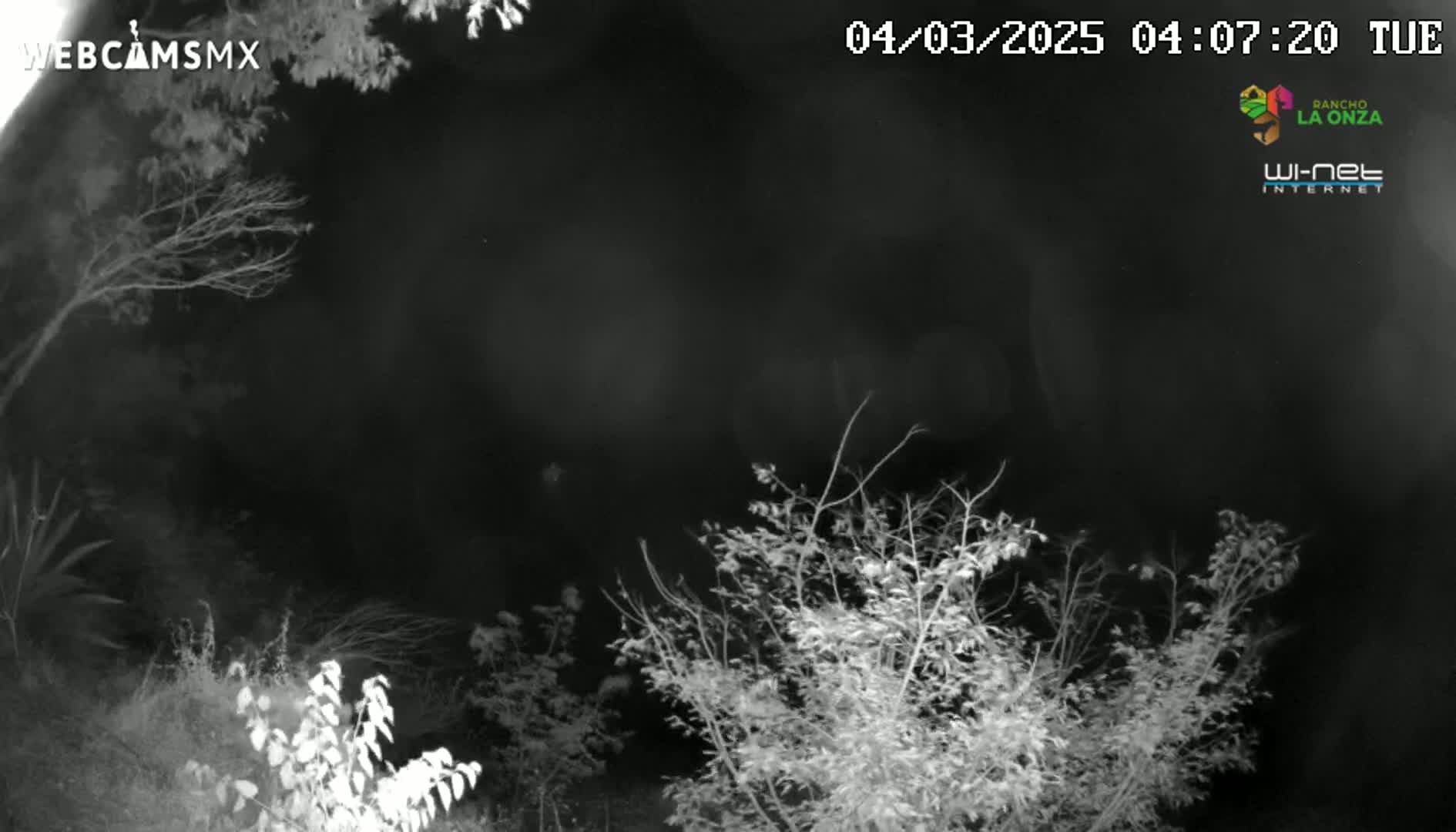 A nighttime, black and white infrared image shows dark, leafless branches and bushes surrounding a mostly dark center.