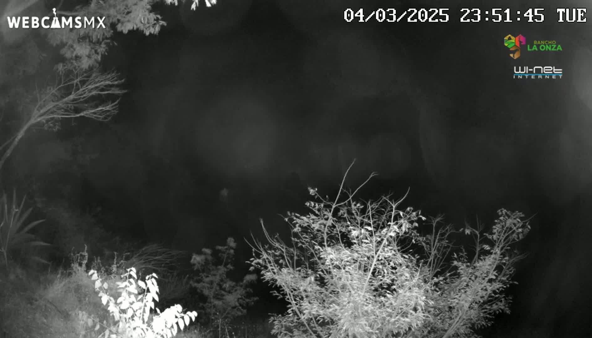 A nighttime infrared image shows bare branches of trees and bushes under a dark sky.