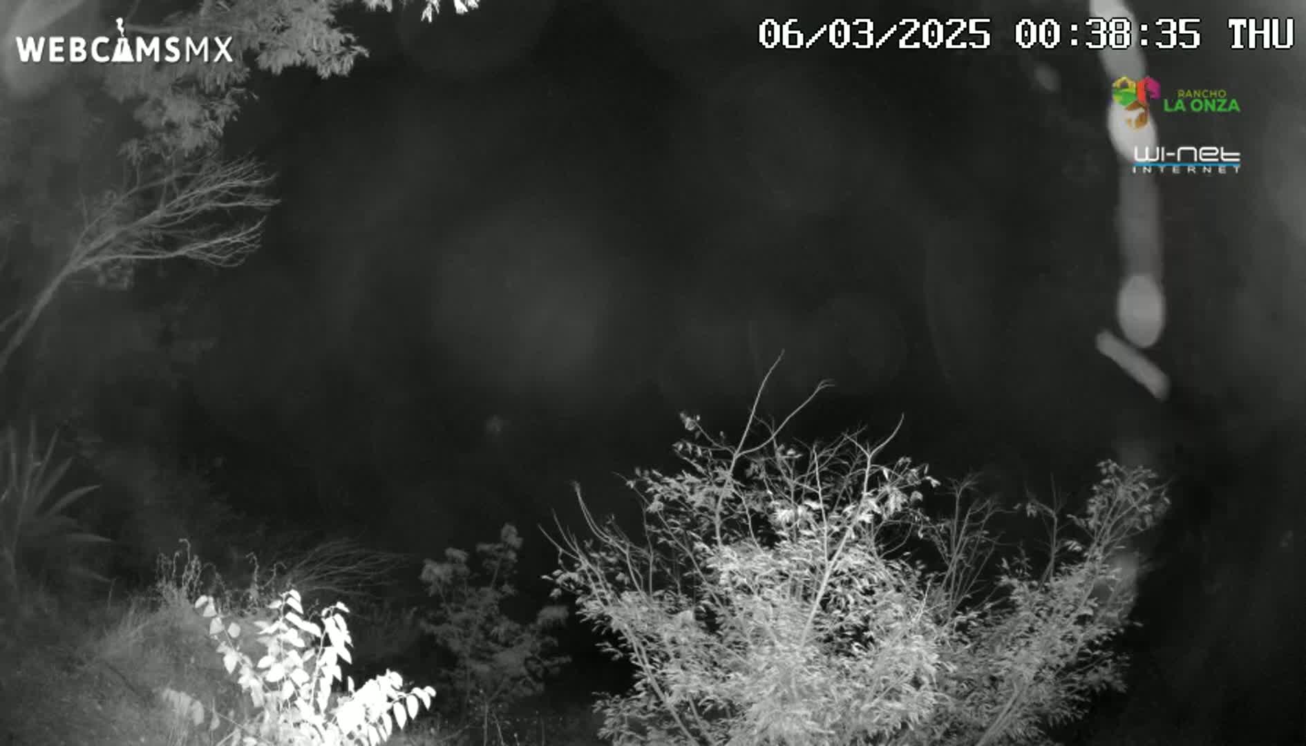 A nighttime, grayscale image shows bare branches of trees and shrubs under a dark sky.