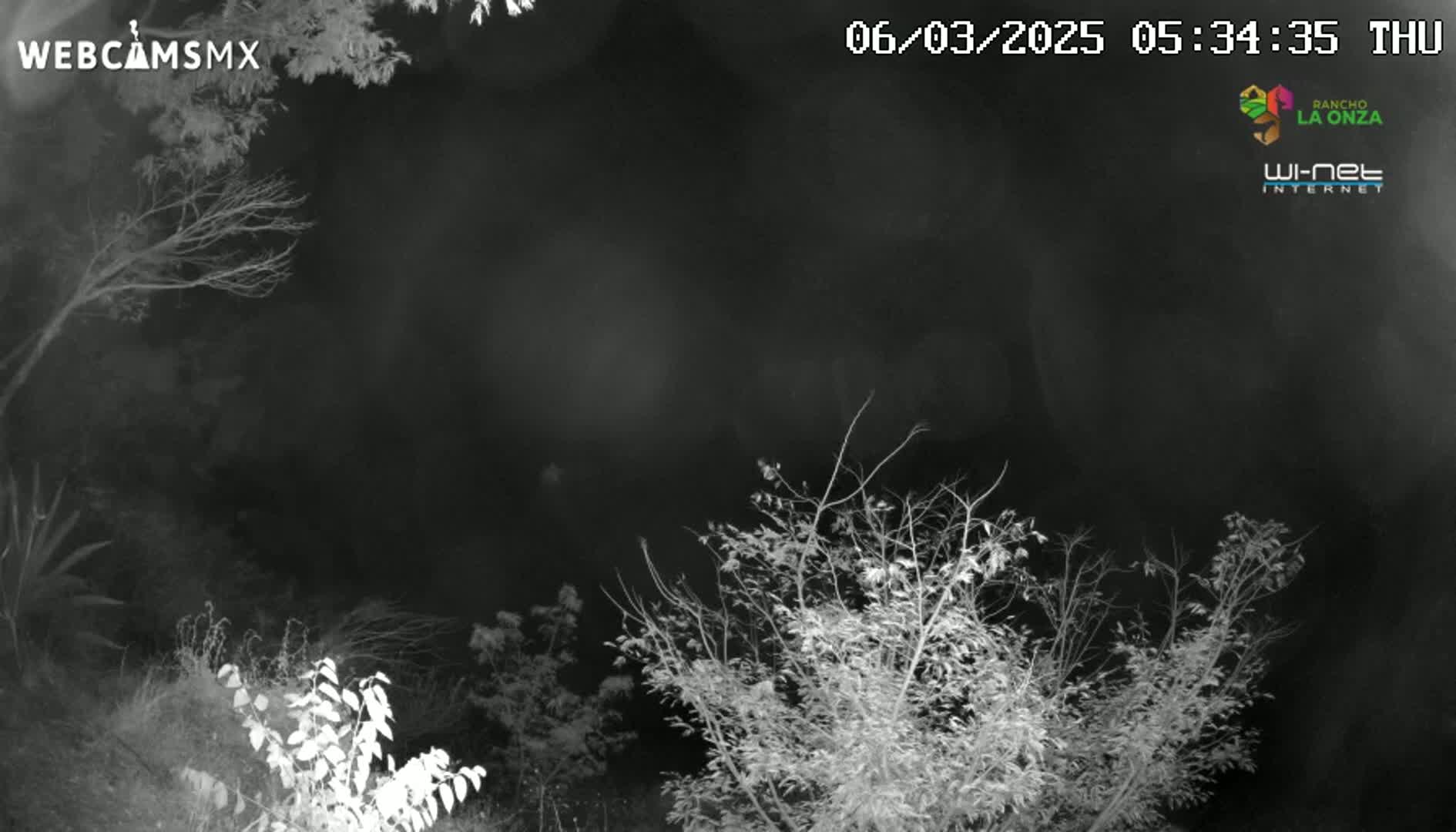 A nighttime, grayscale image shows bare branches of trees and bushes against a dark sky.