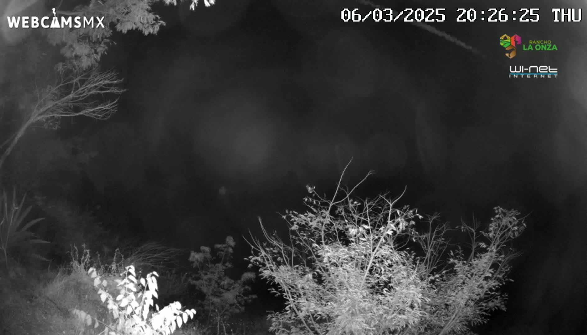 A nighttime, low-light grayscale image shows bare branches of trees and bushes against a dark sky.
