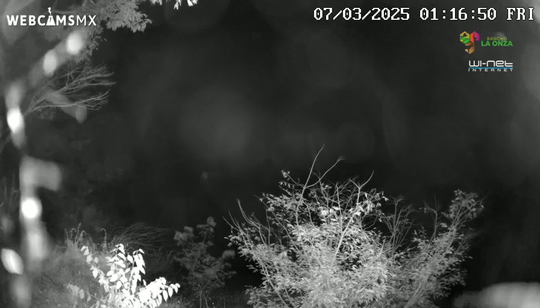 A nighttime, infrared view shows bare branches of trees and bushes under a dark sky.