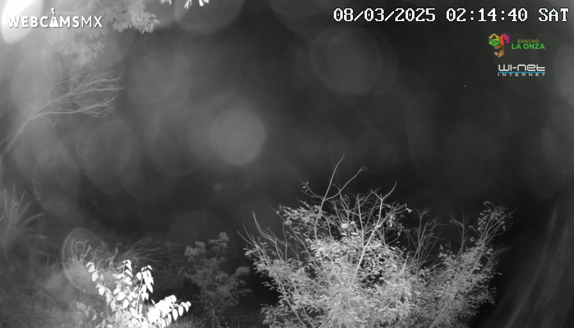 A nighttime grayscale image shows bare trees and shrubs under a dark, possibly cloudy sky.