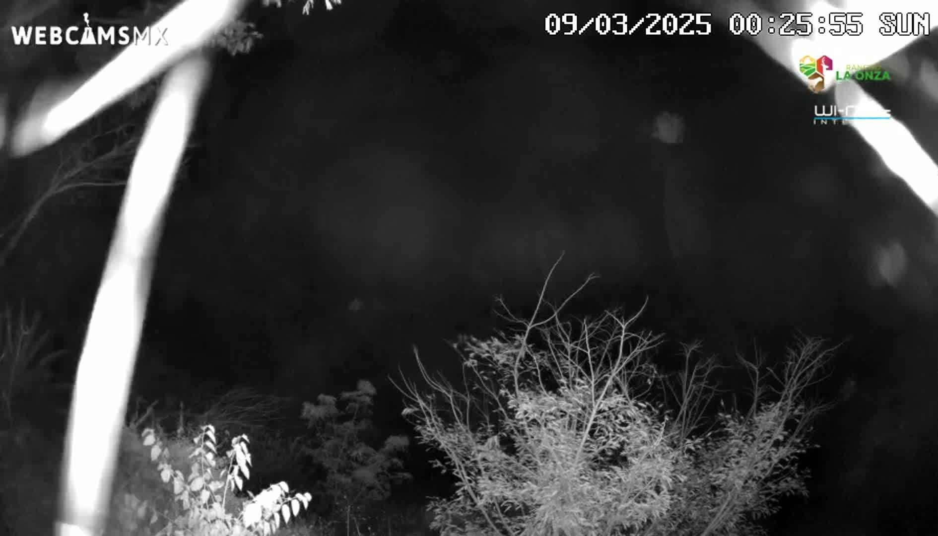 A nighttime, grayscale image shows bare branches of trees and bushes under a dark sky.