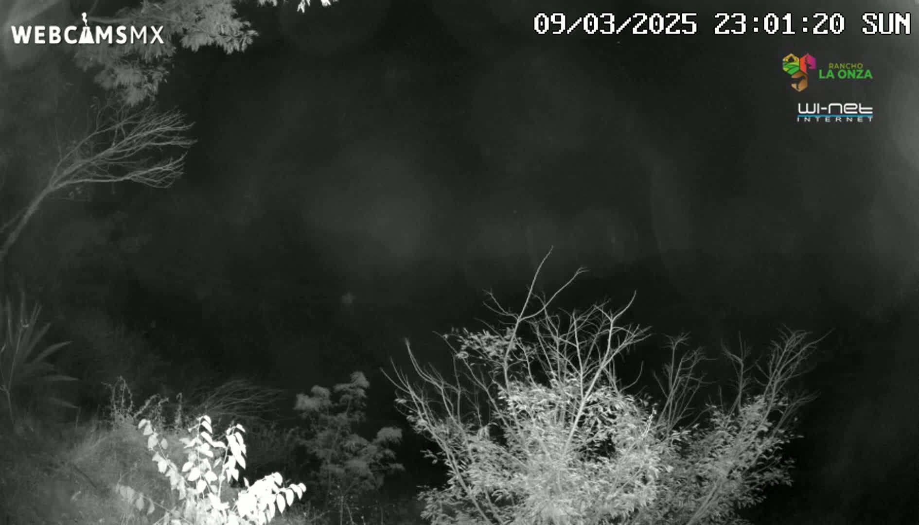 A nighttime, low-light image shows bare, leafless branches of trees and shrubs against a dark sky.