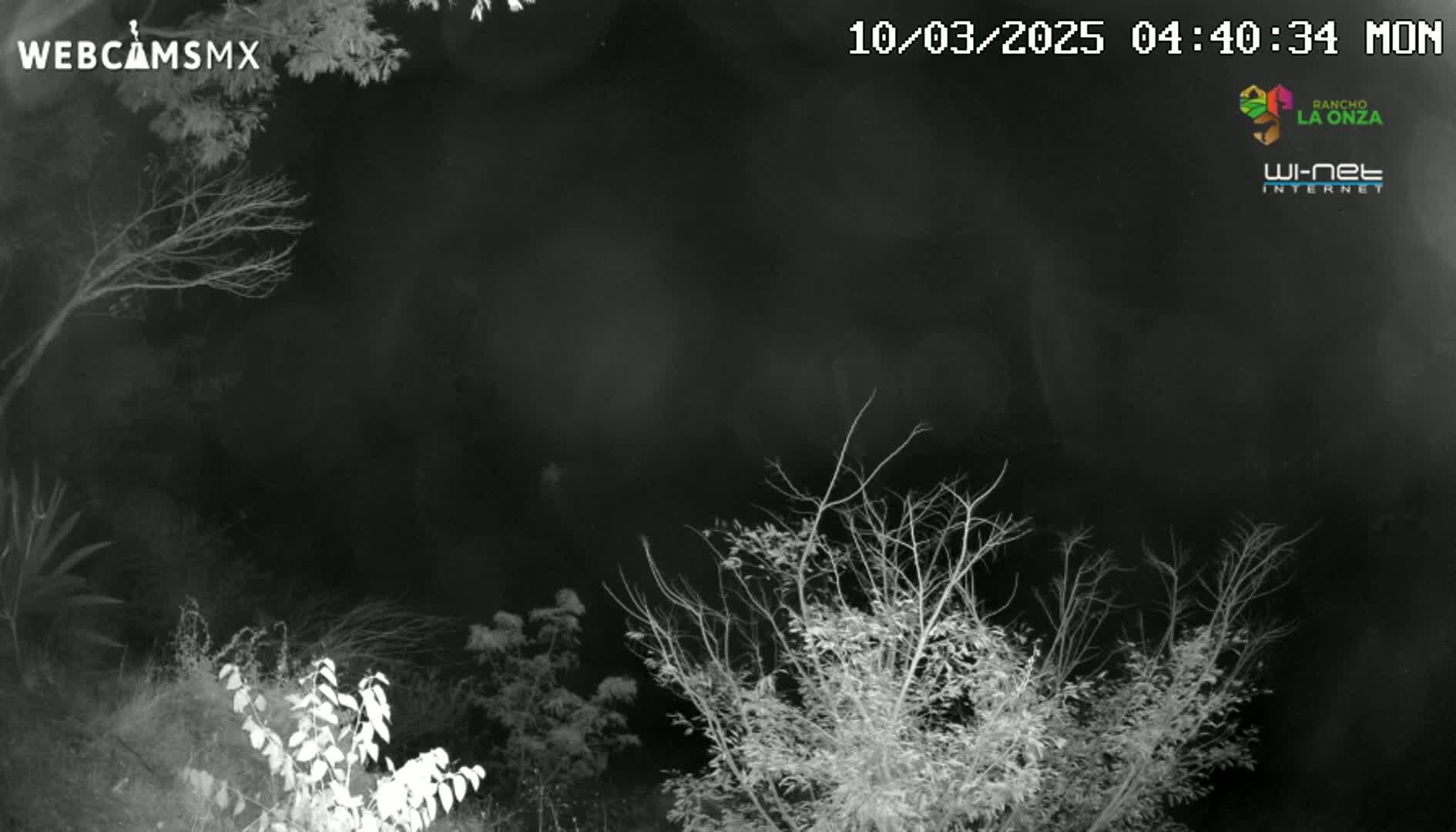 A nighttime, grayscale image shows bare branches of trees and bushes against a dark sky.