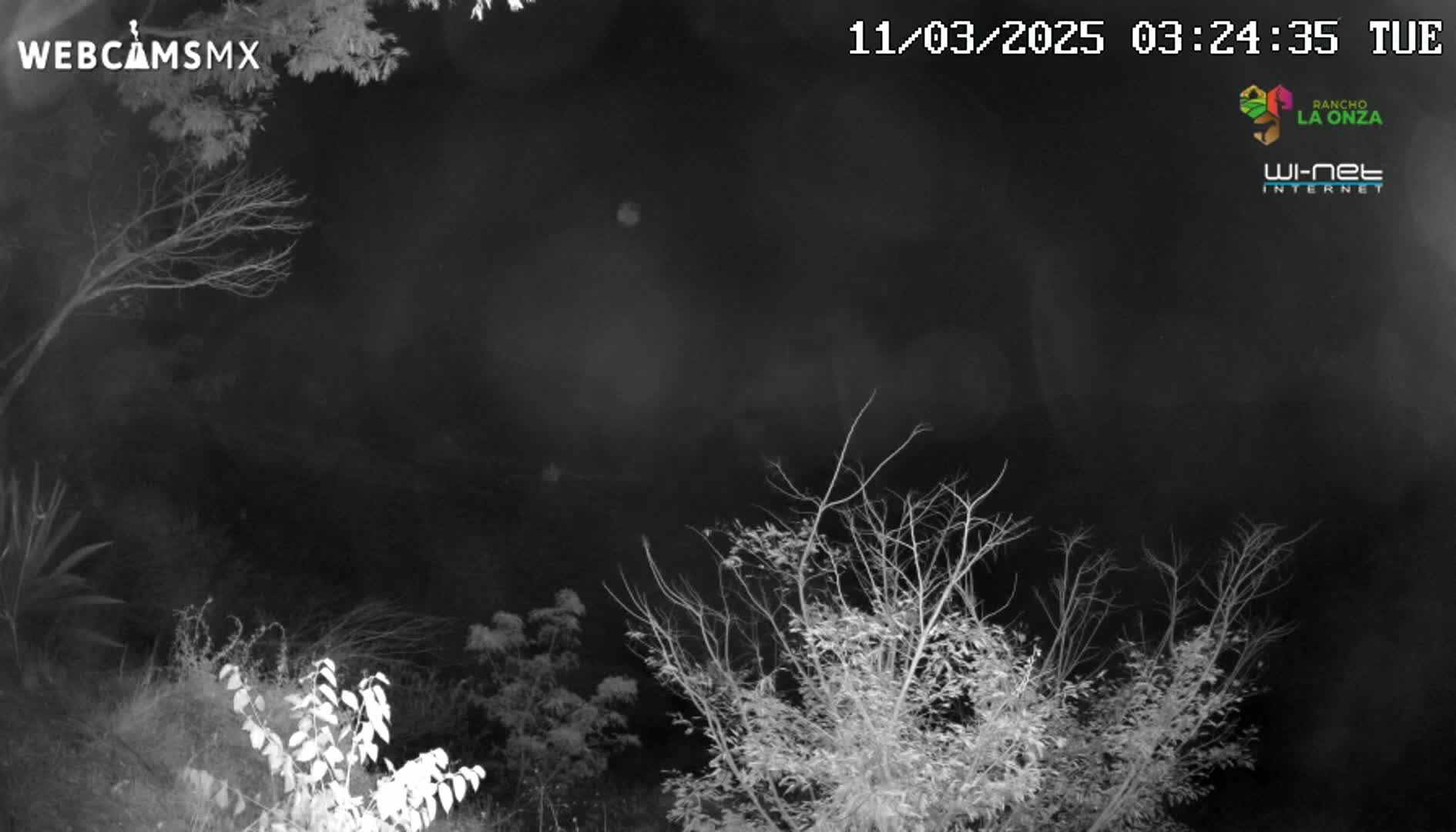 A nighttime, low-light grayscale image shows bare branches of trees and bushes against a dark sky.