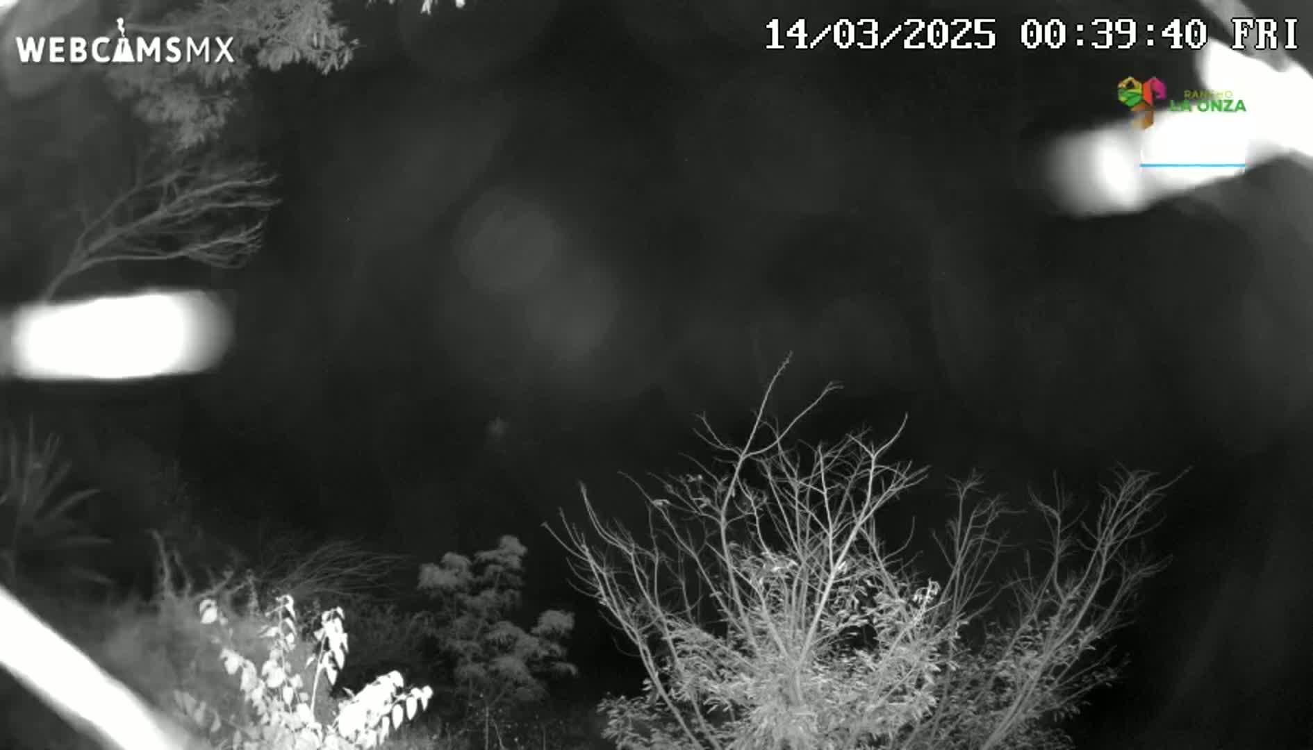 A nighttime, low-light image shows bare tree branches against a dark, cloudy sky.
