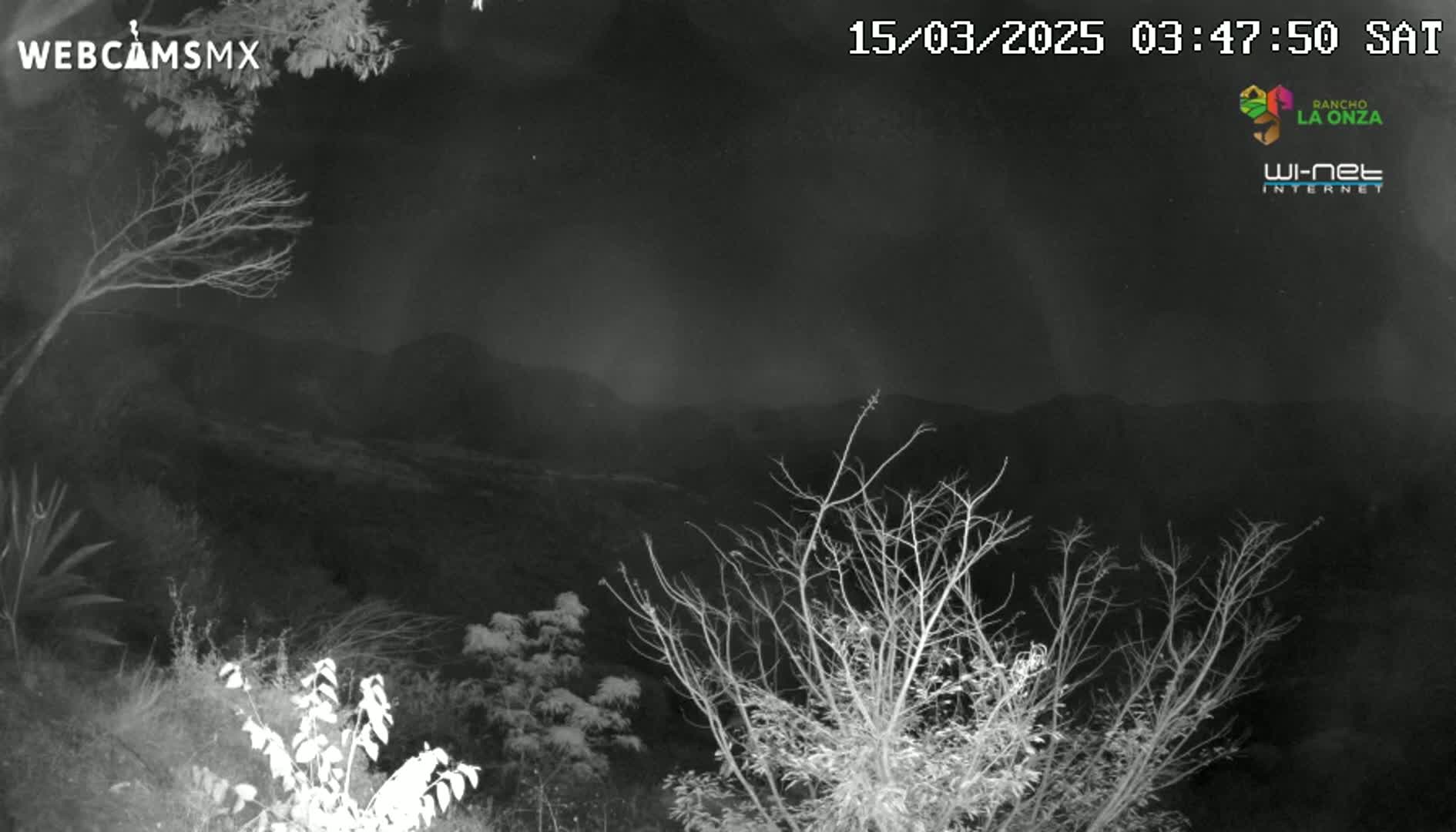 A nighttime, low-light image shows bare branches of trees and bushes in the foreground, with a hazy, mountainous landscape visible in the background under a dark sky.