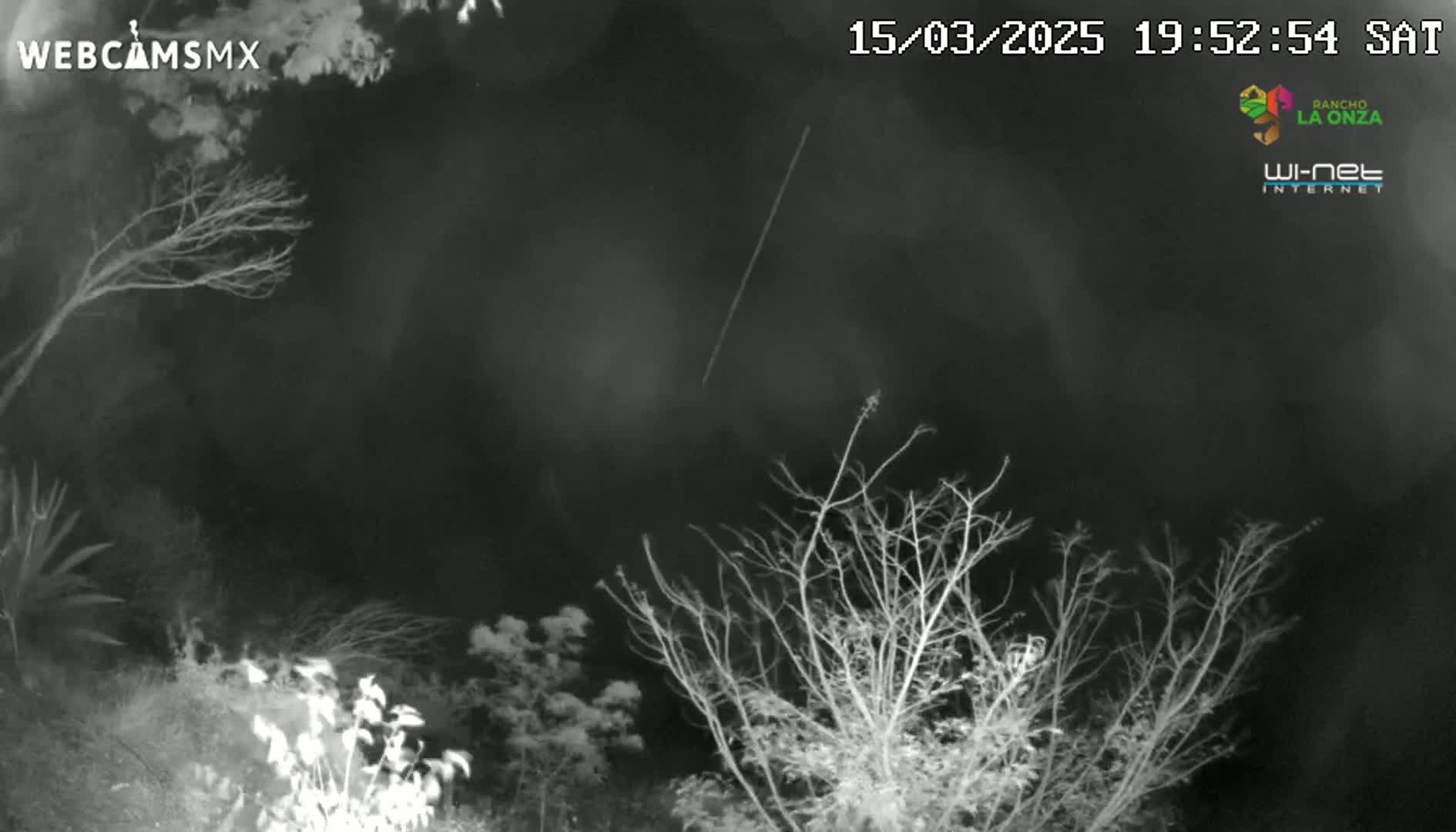 A nighttime, grayscale image shows a meteor streaking across a dark sky above leafless branches and other vegetation.