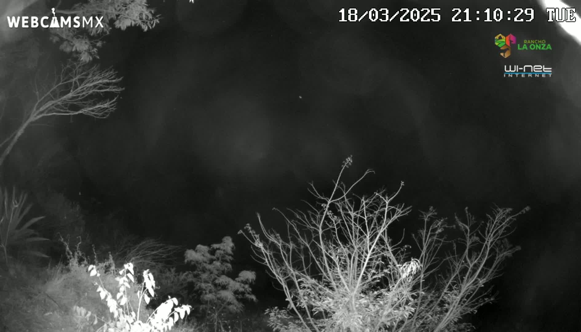 A nighttime, grayscale image shows bare branches of trees and some shrubs against a dark sky.