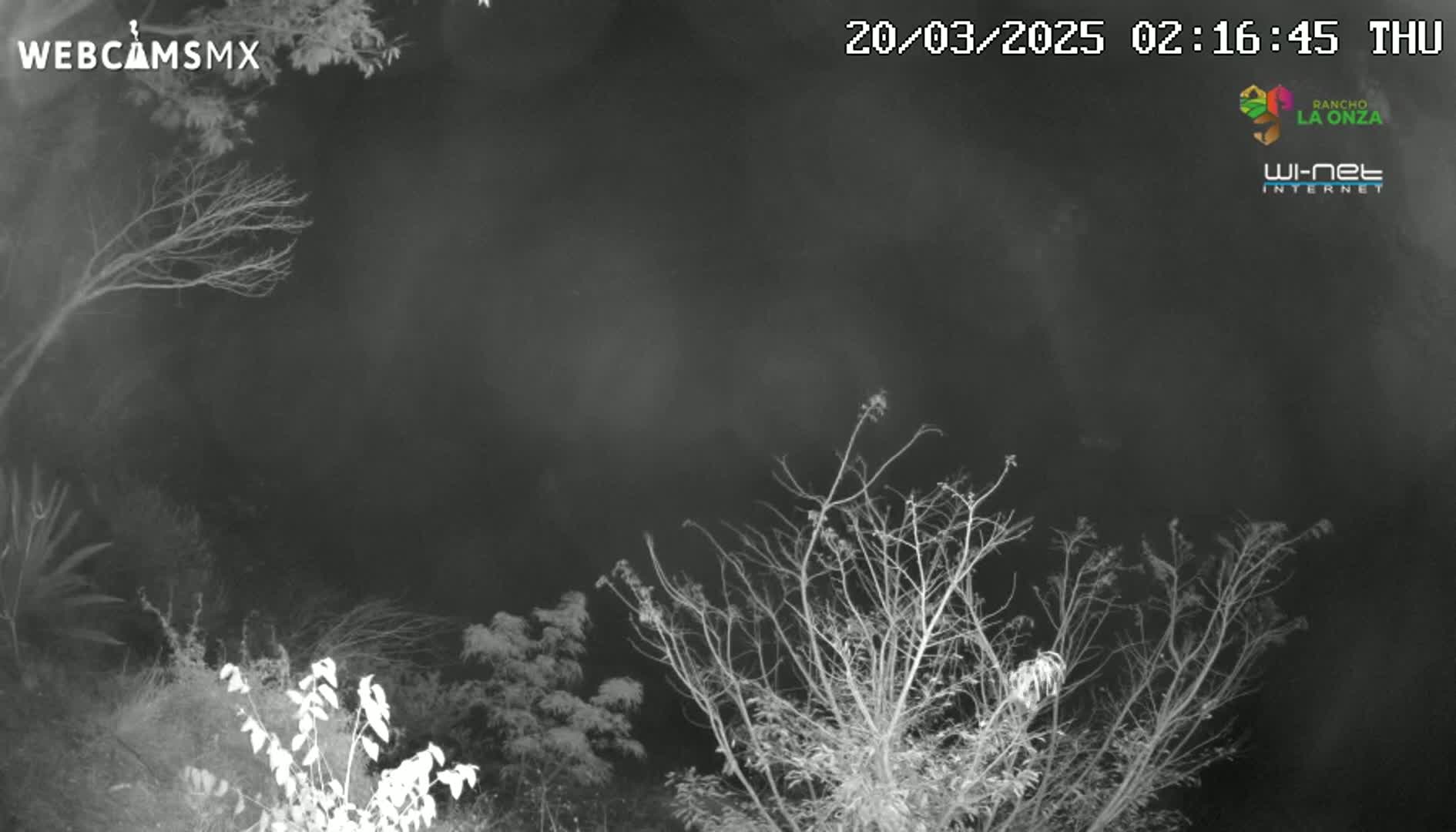 A nighttime, grayscale image shows bare branches of trees and bushes against a dark, overcast sky.