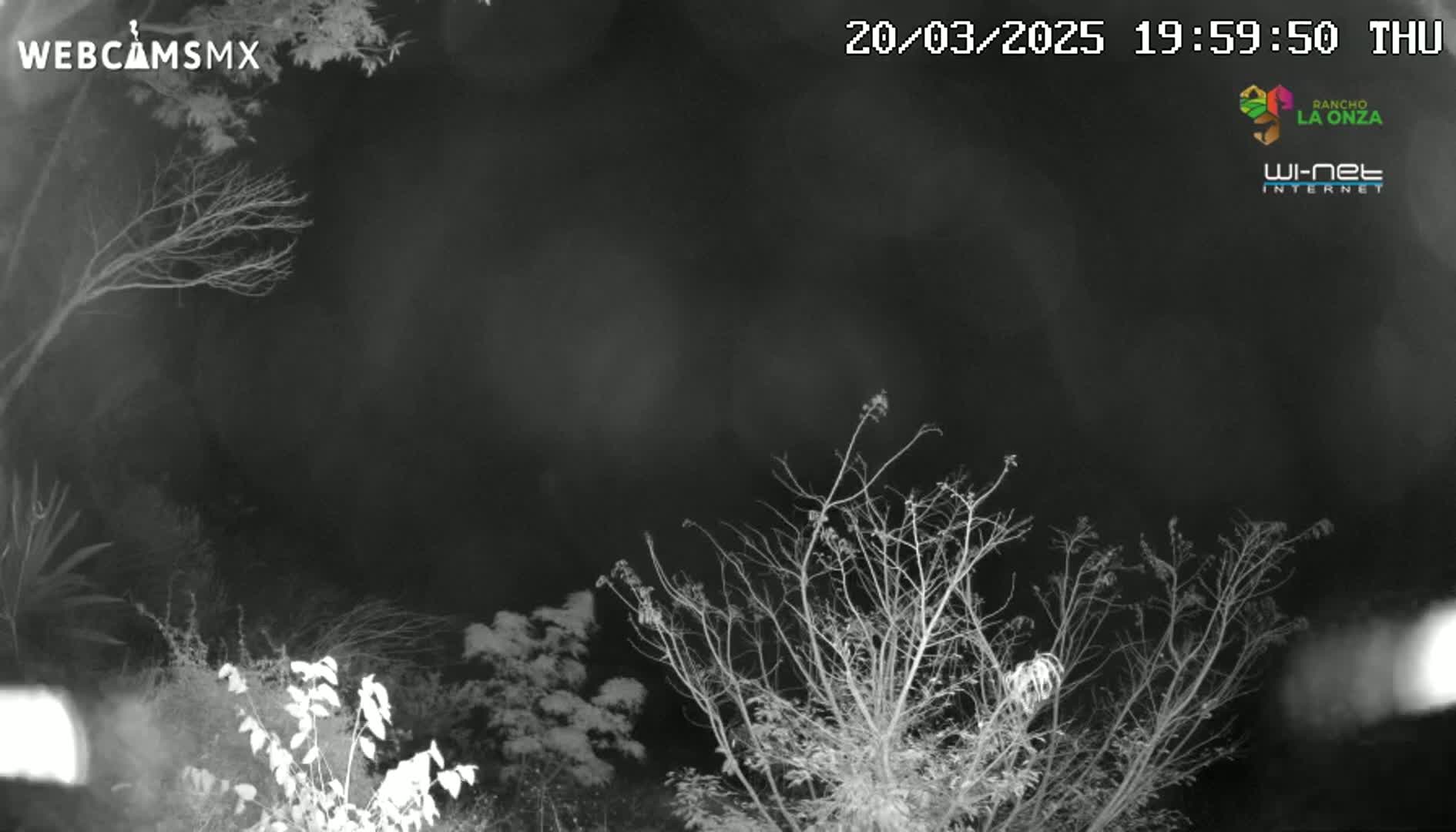 A nighttime, low-light image shows bare branches of trees and shrubs against a dark, cloudy sky.