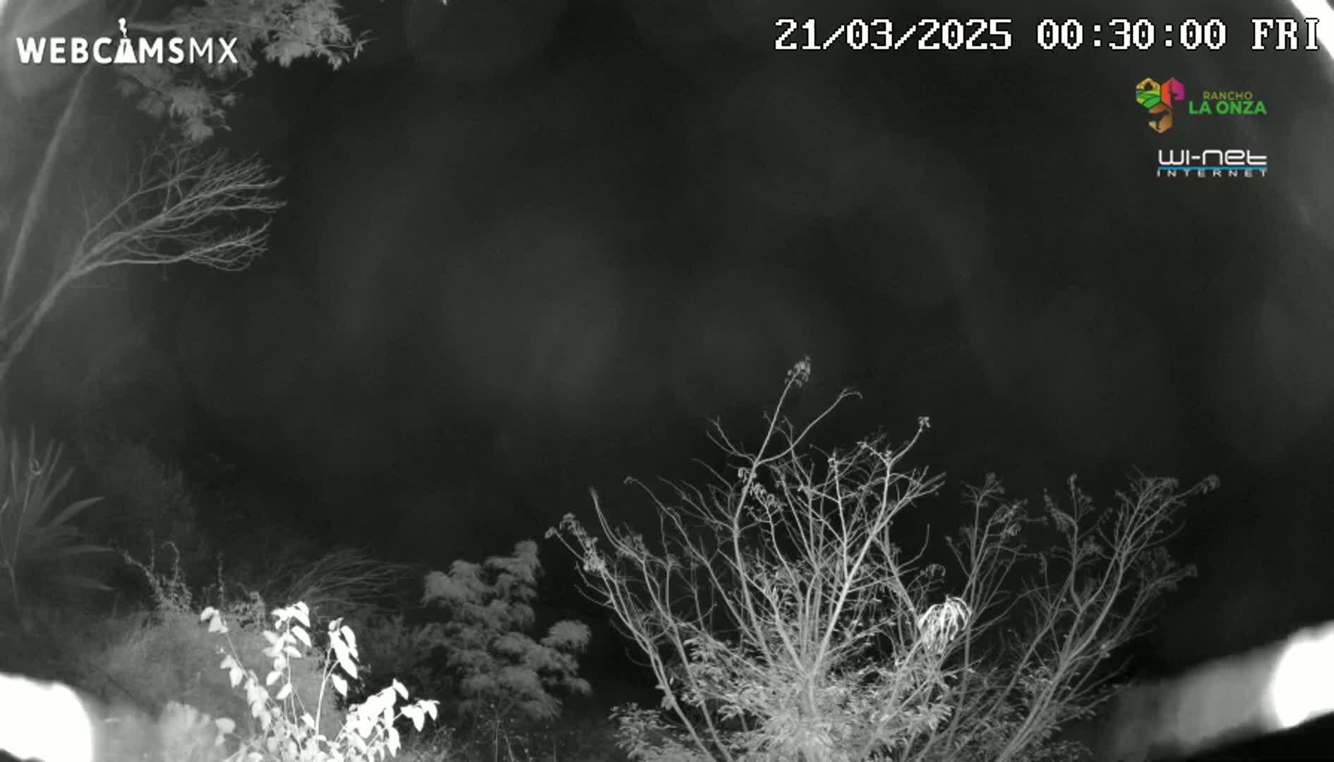 A nighttime, grayscale view shows bare branches of trees and shrubs against a dark sky.