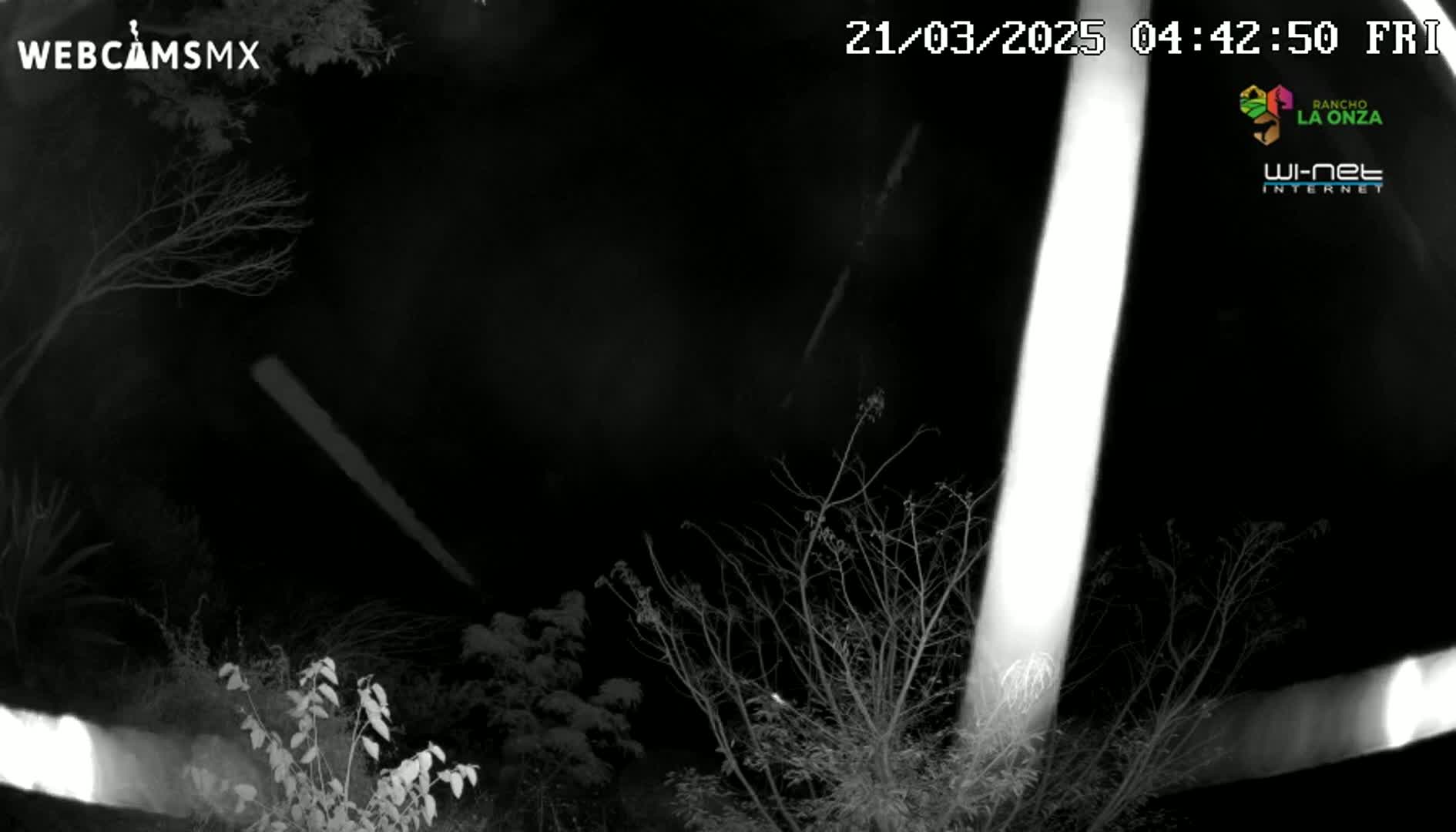 A nighttime, black and white image shows bare branches of trees and shrubs silhouetted against a dark sky illuminated by two bright vertical beams of light.
