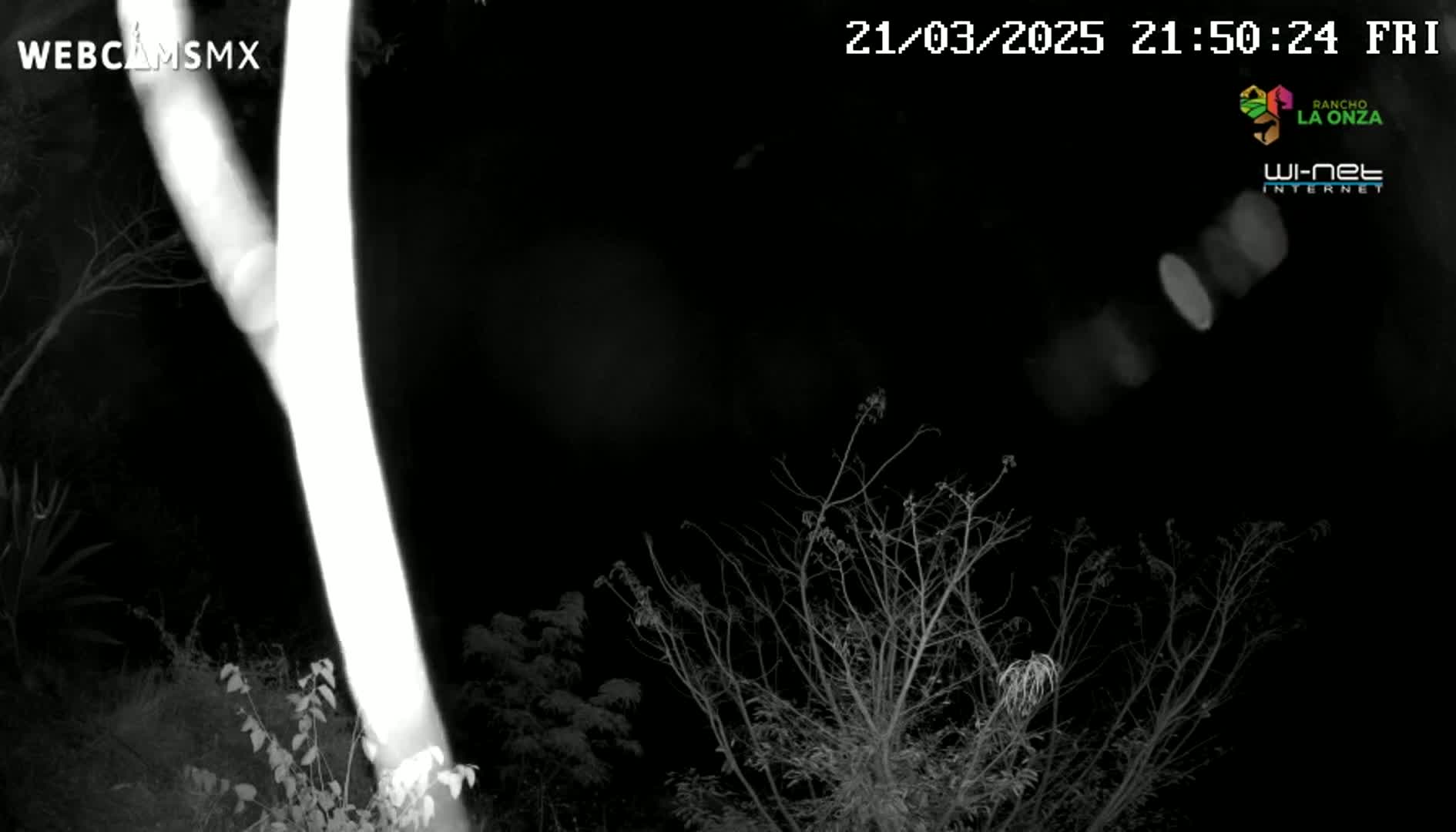 A bright light shines on a tree trunk at night, illuminating leafless branches and other vegetation in the dark.