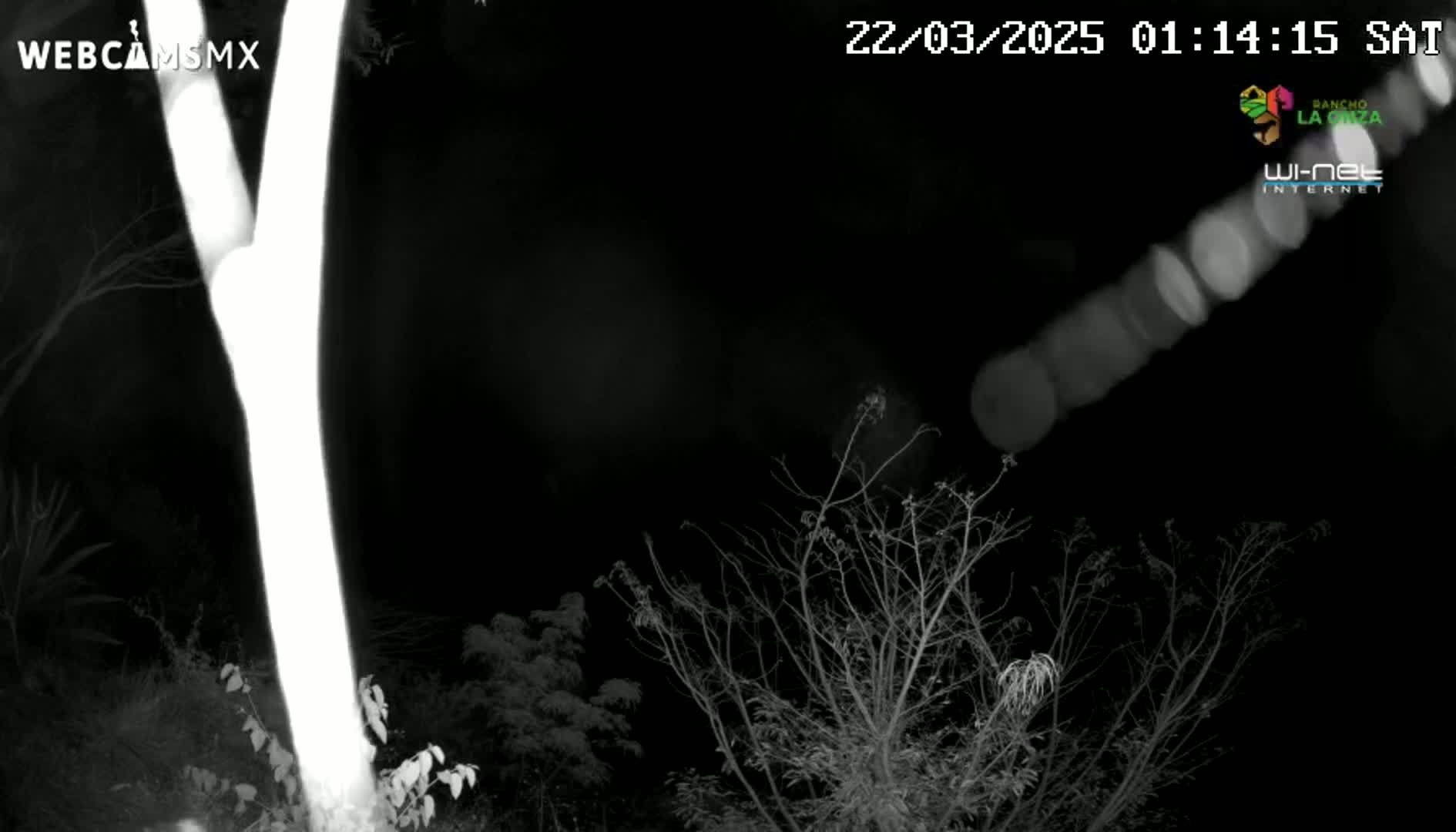 A bright, illuminated tree trunk is seen at night, with bare branches of other trees and shrubs visible in the dark background.