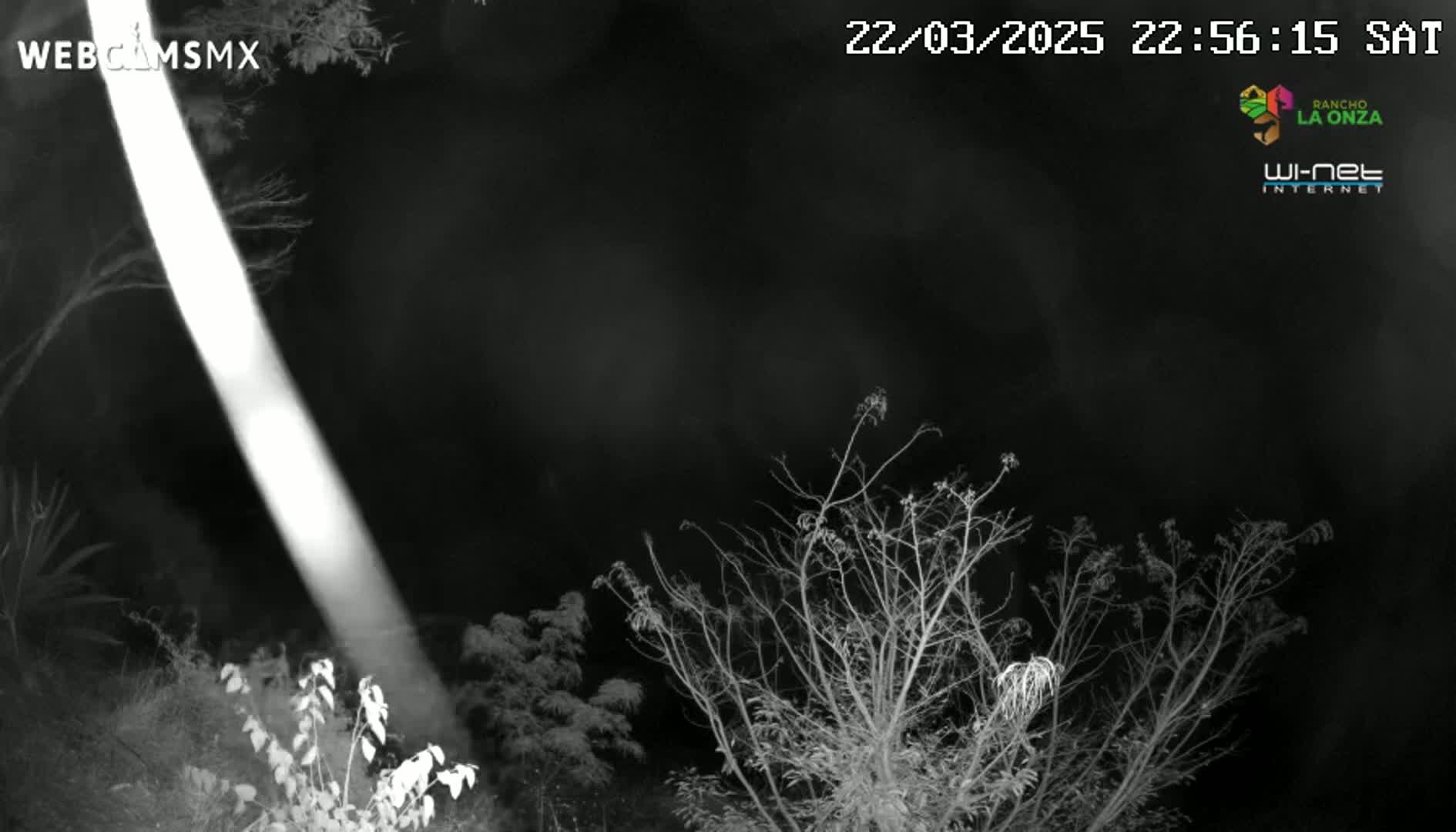 A bright beam of light illuminates bare branches and vegetation at night.