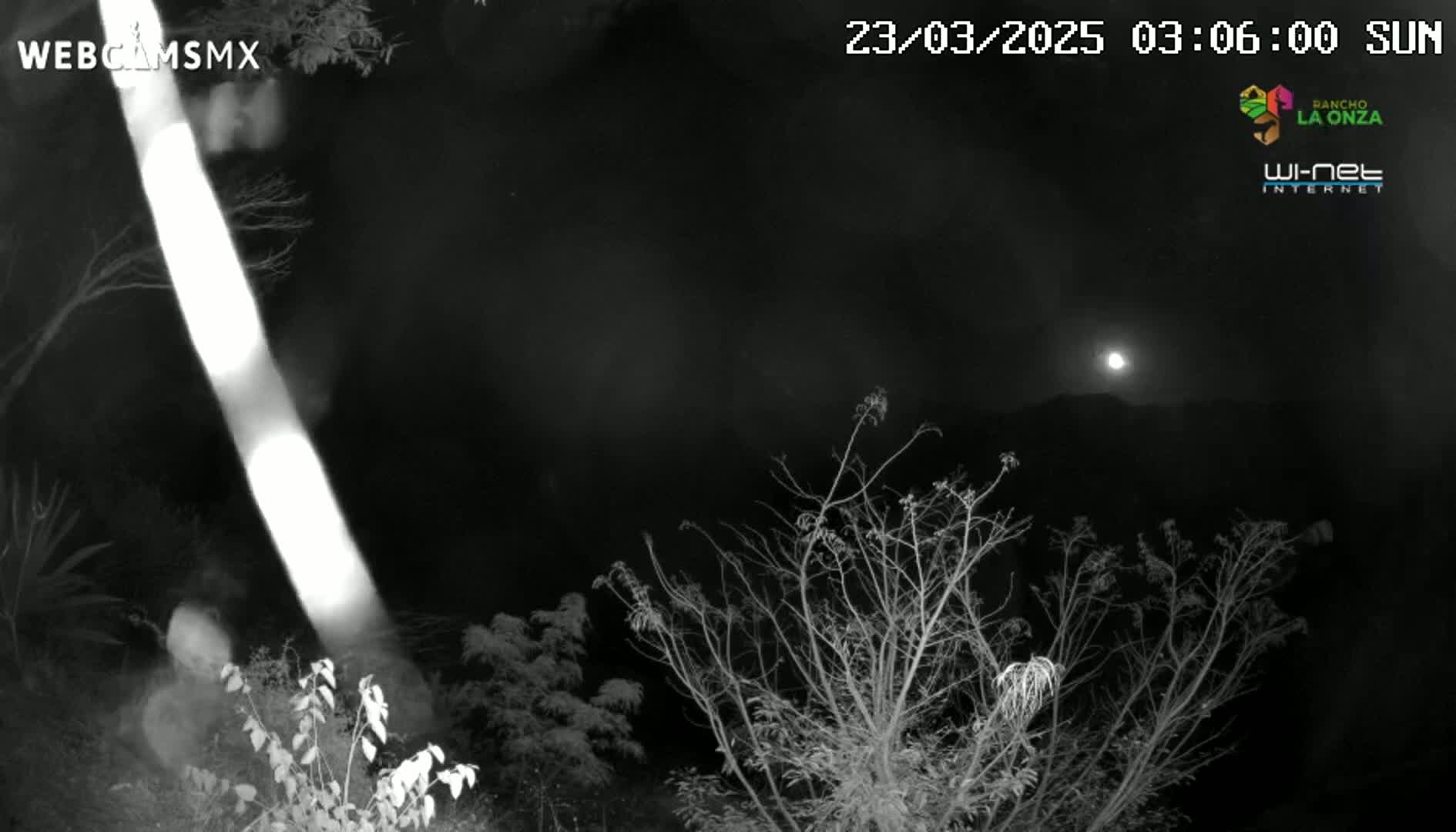 A bright moon is visible in the night sky above bare branches of trees and shrubs.