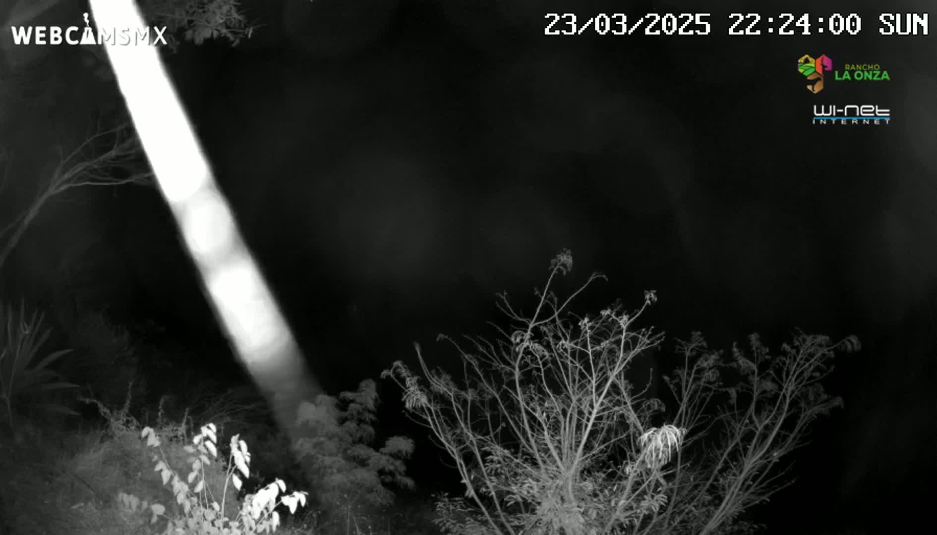 A bright light shines down onto bare branches and shrubbery at night.