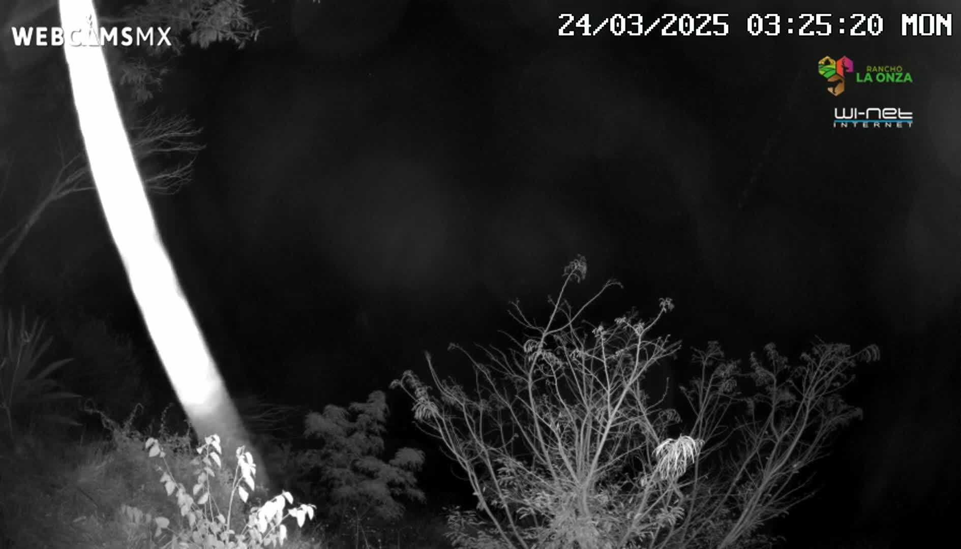A bright light illuminates bare branches and shrubs at night.