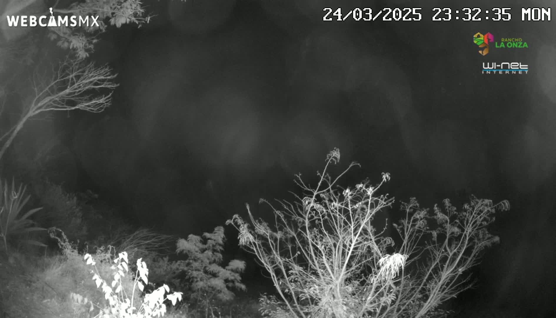 A nighttime infrared view shows bare, leafless trees and shrubs under a cloudy, dark sky.