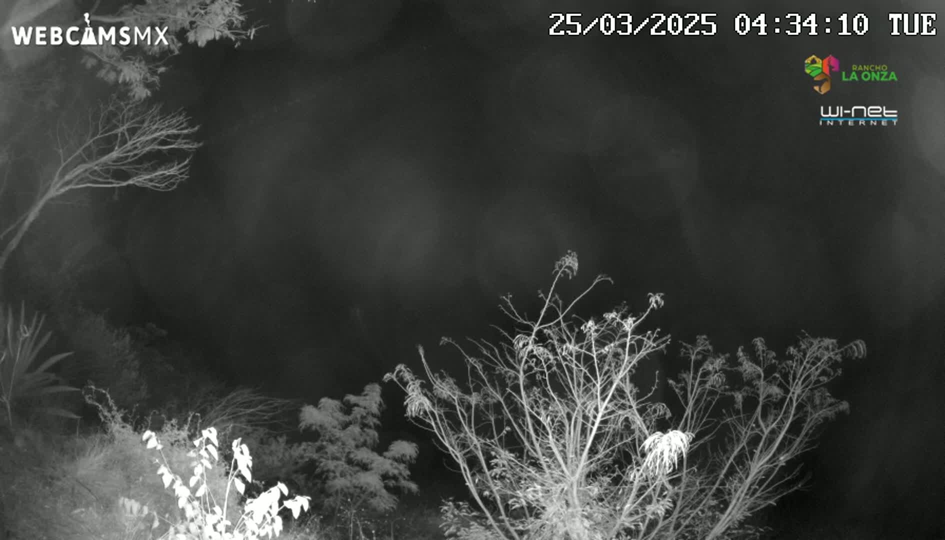 A nighttime, grayscale image shows bare, leafless branches of trees and bushes against a dark, cloudy sky.